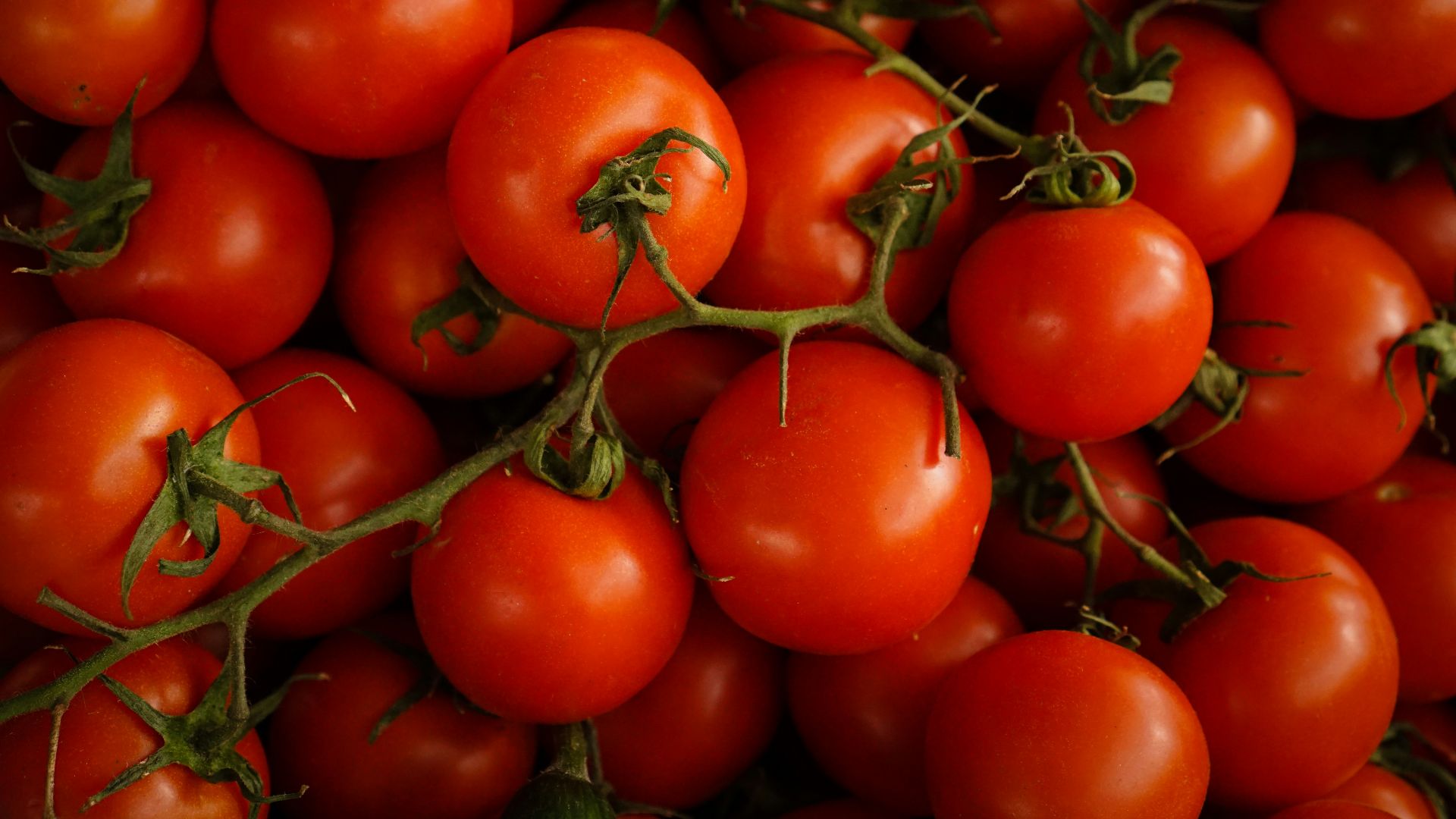 red cherry tomatoes