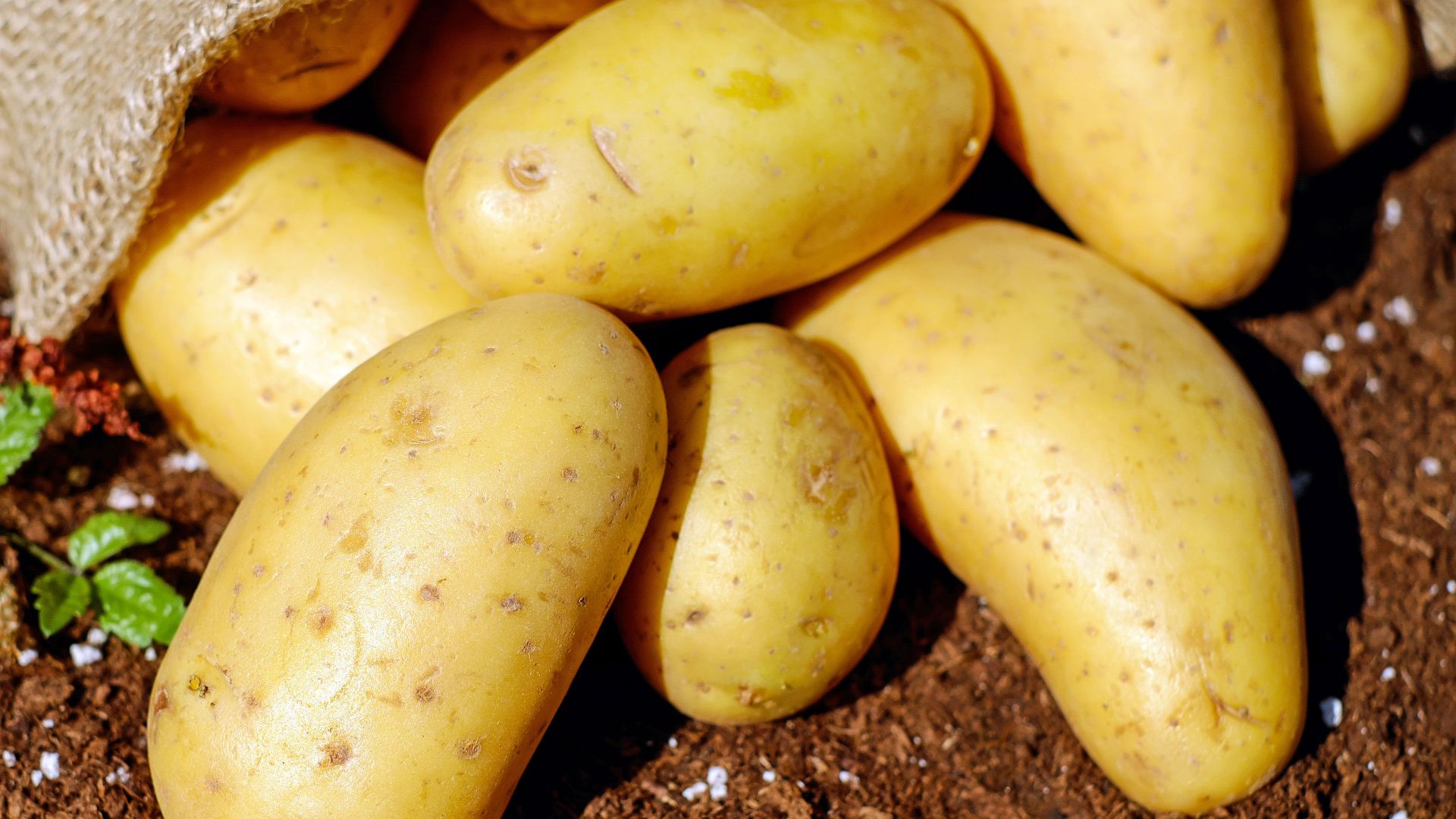 Golden potatoes spilling from a burlap sack onto rich soil, ready for cooking.