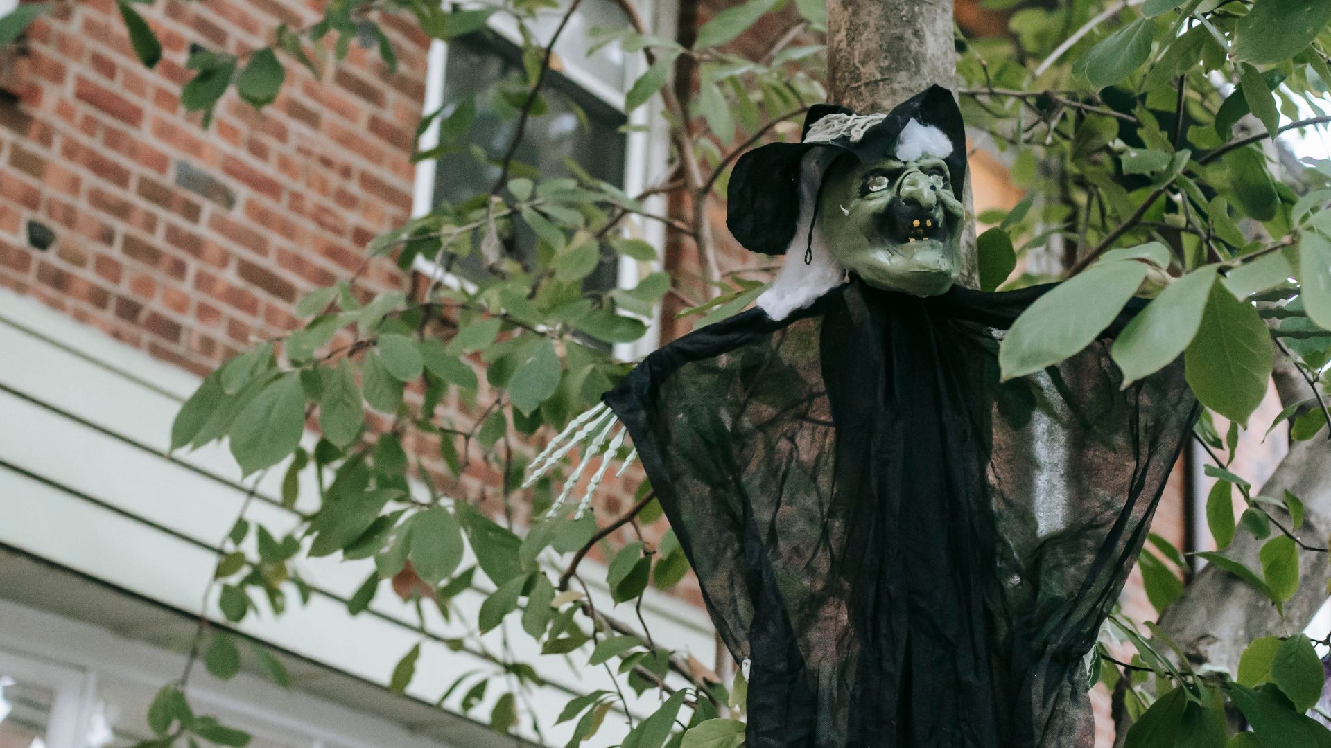 Low angle of scary toy witch on tree trunk with leaves on Halloween