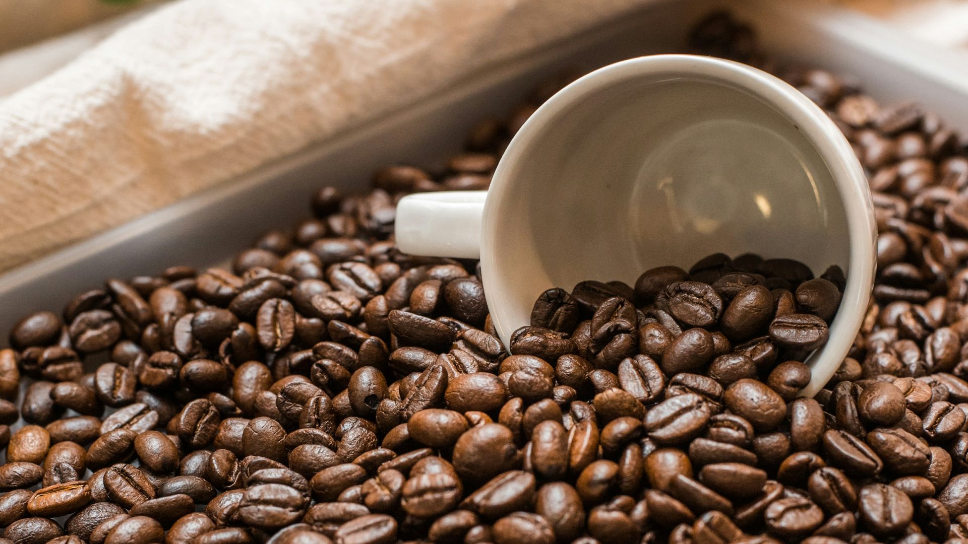 A white ceramic cup resting in a pile of roasted coffee beans
