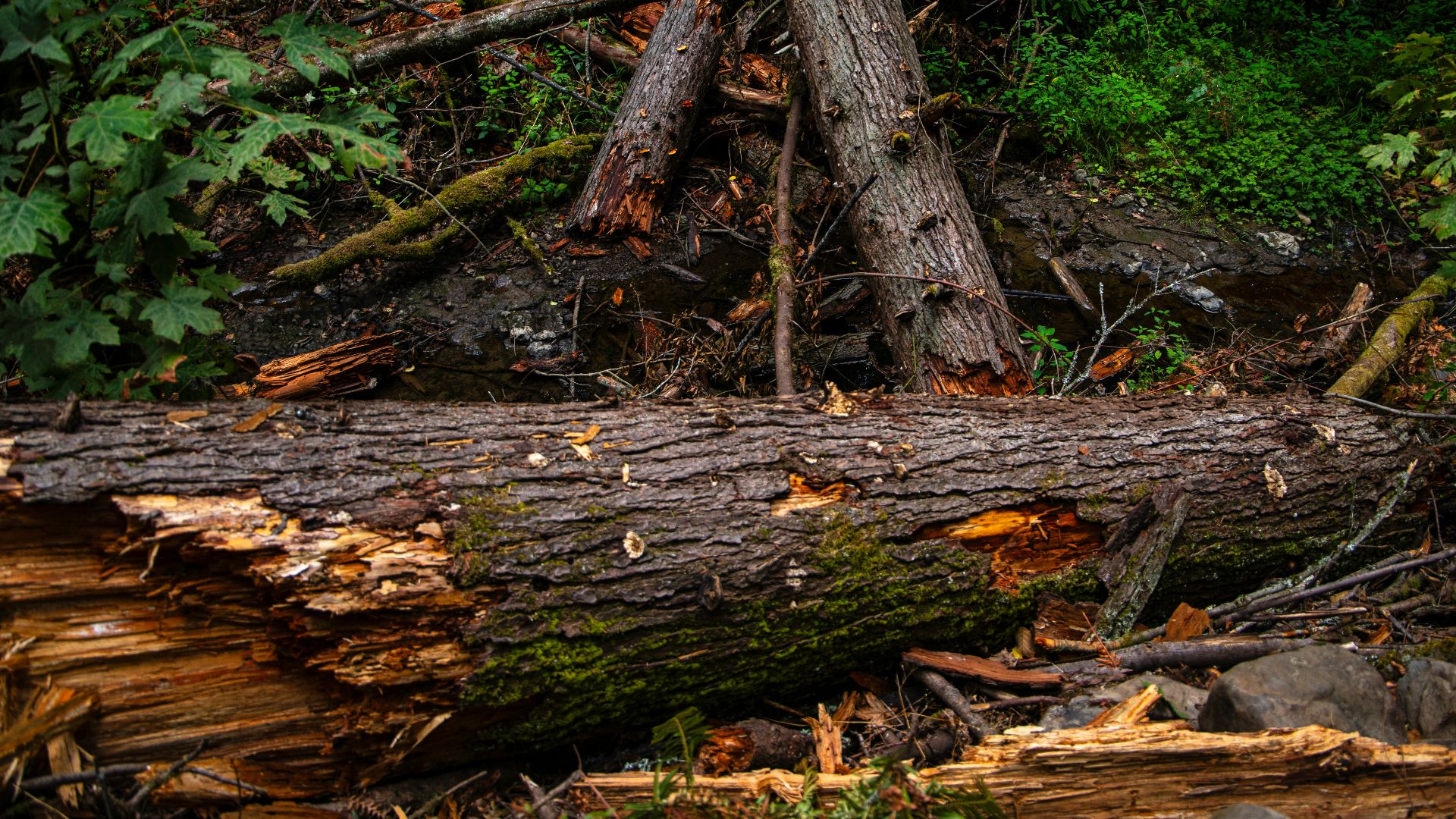 A bear is standing on a log in the woods