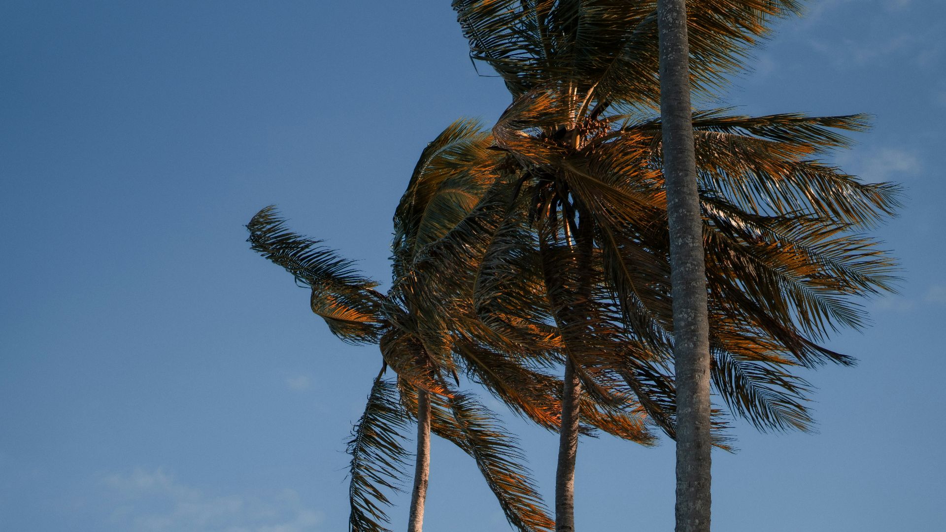 a group of palm trees blowing in the wind