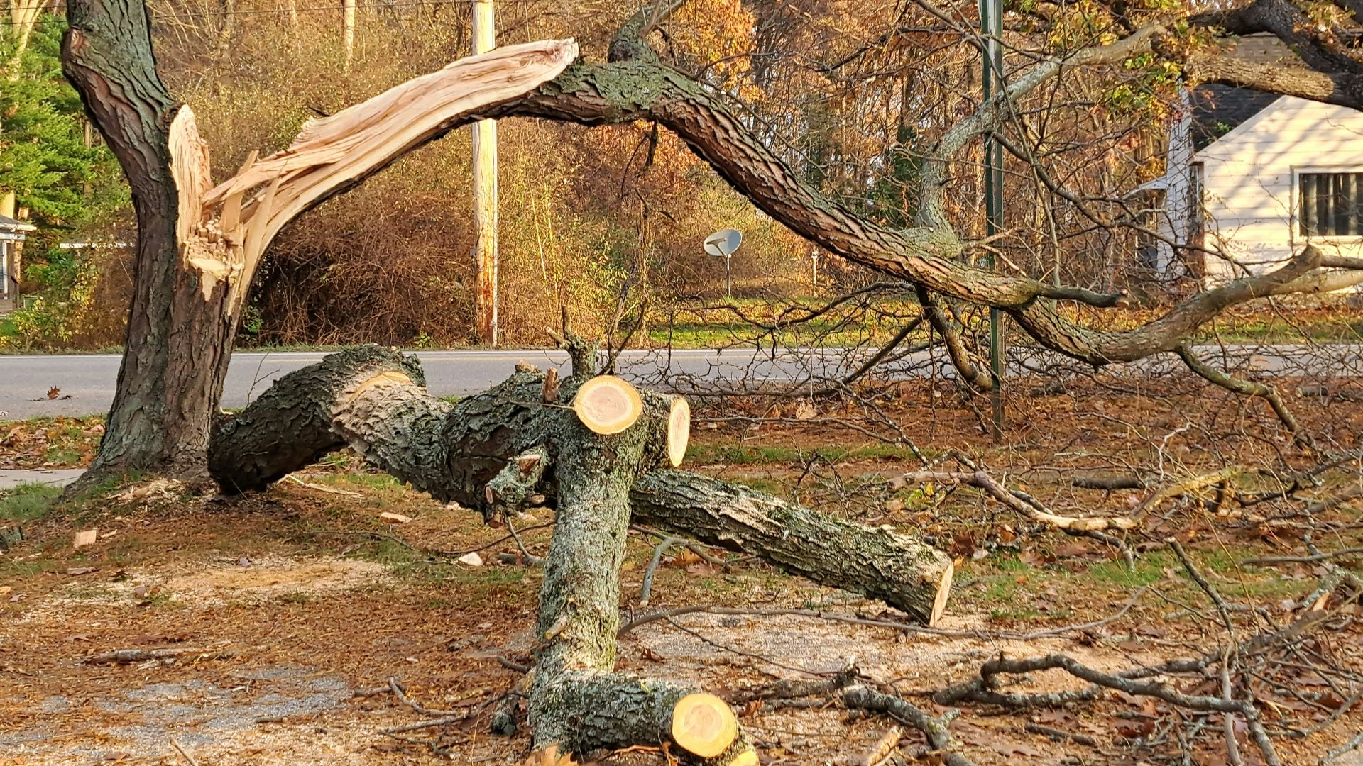 A tree that has fallen over in a yard