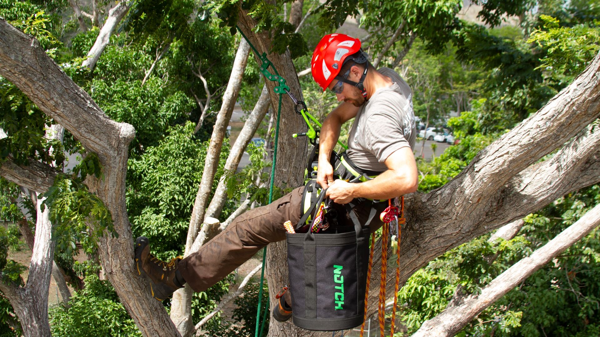 File:Tree Climbing Arborist.jpg