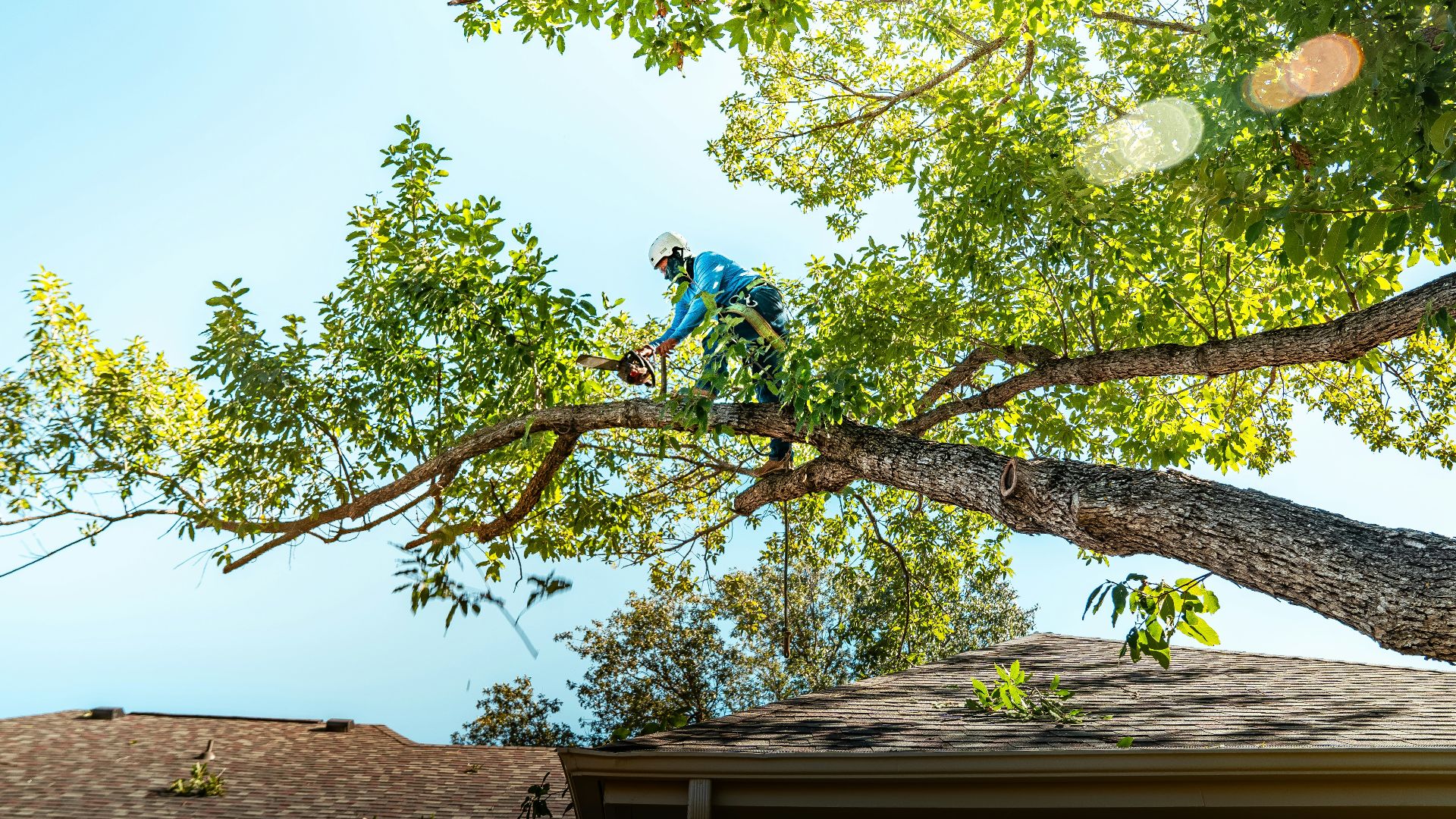 A tree arborist is cutting a branch.