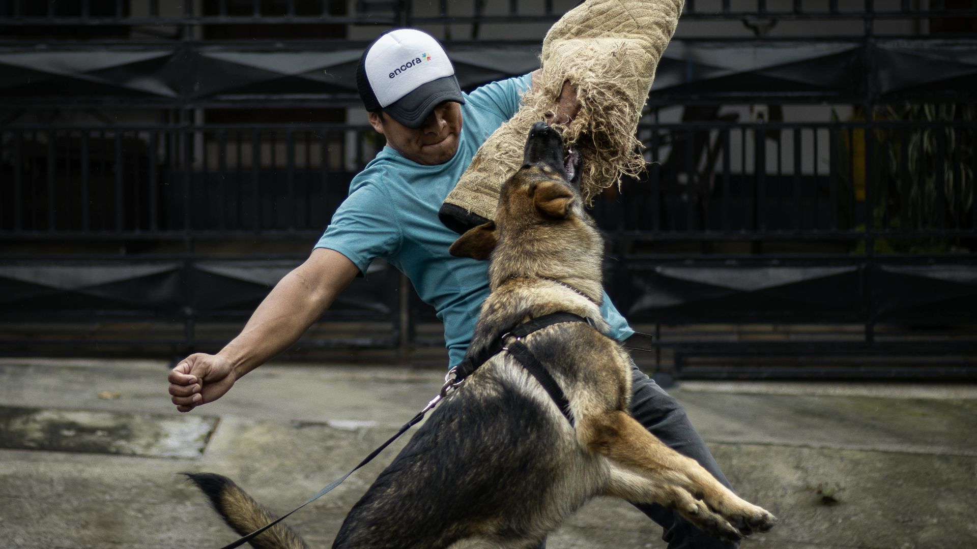 A German Shepherd practicing bite work with a trainer outdoors during the day.