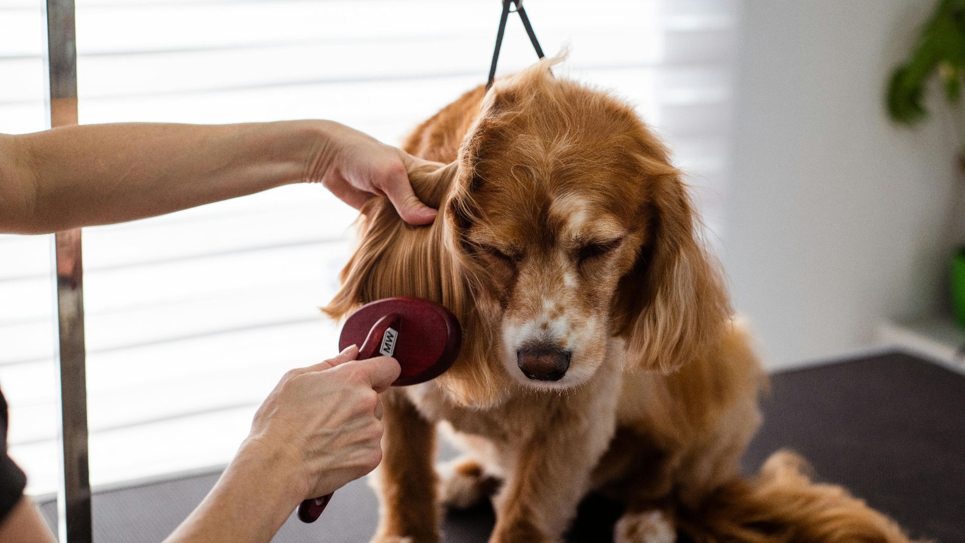 A close-up of a Cocker Spaniel receiving grooming care indoors.