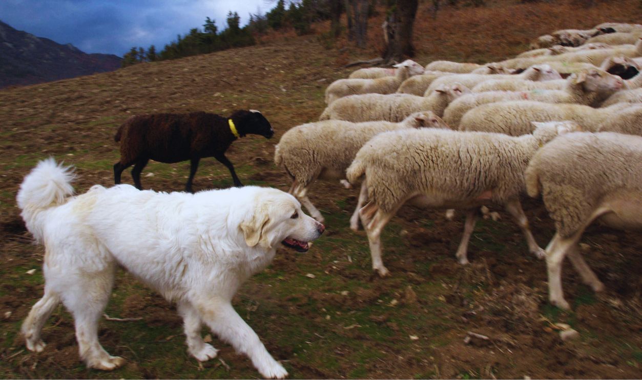 Gettyimages - 2259044606, Great Pyrenees Dog