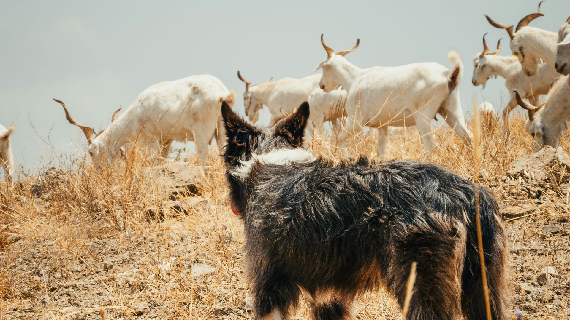 A dog stands guard over a herd of goats