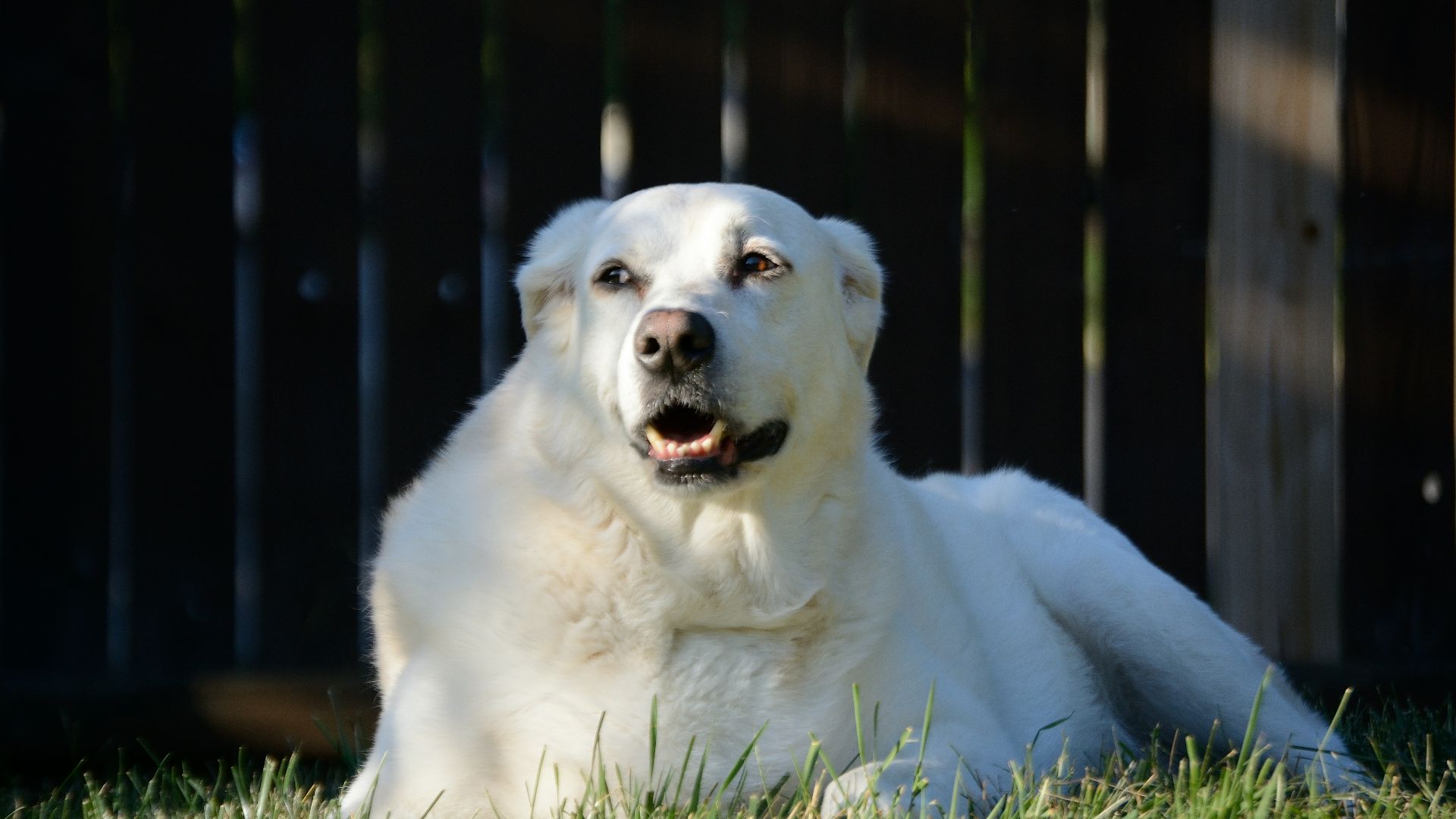 a white dog lying in the grass