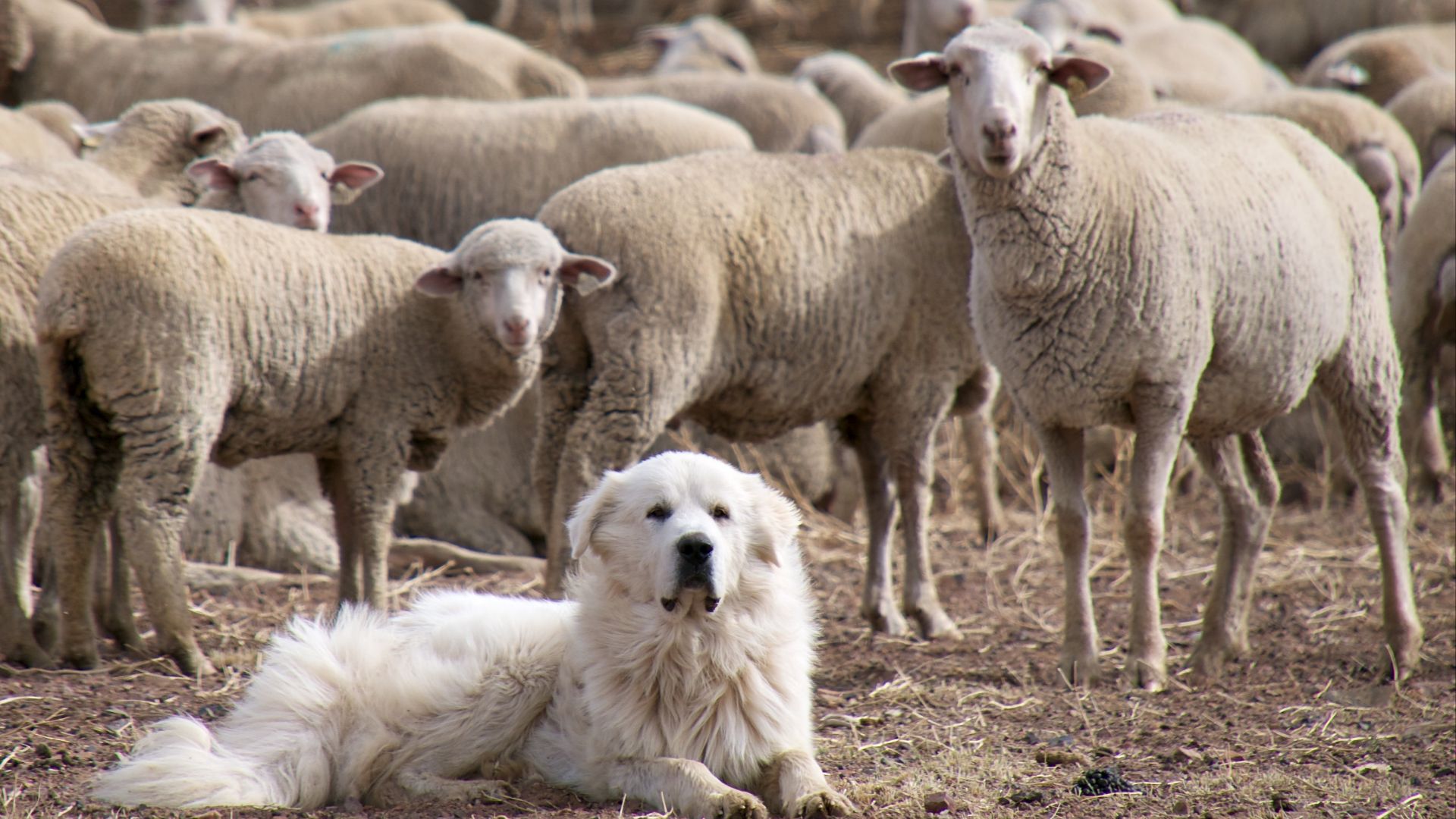 Troupeau des Pyrénées et ses agneaux gardé par un