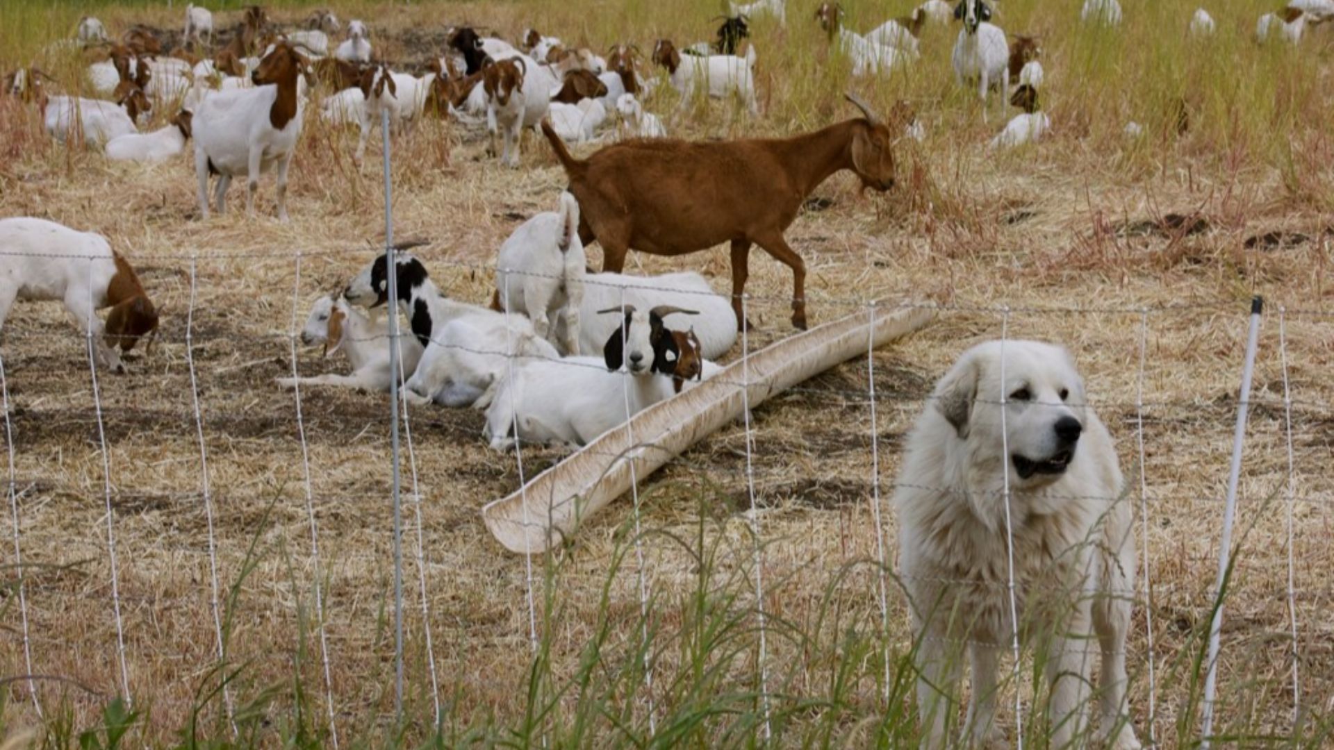 A Great Pyrenees livestock guardian dog and a herd of goats, both enclosed behind electrified fencing.