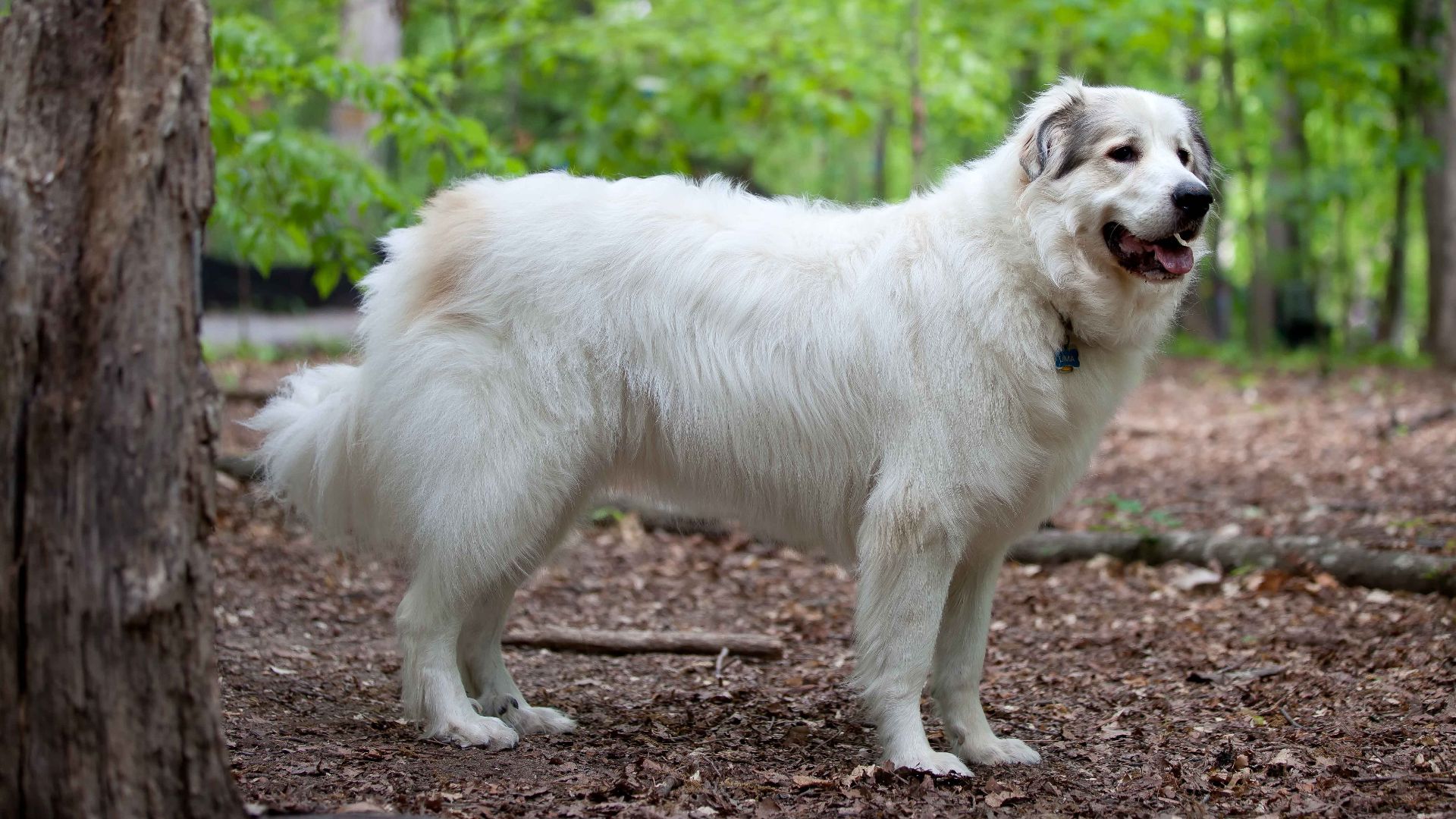 Great Pyrenees Mountain Dog