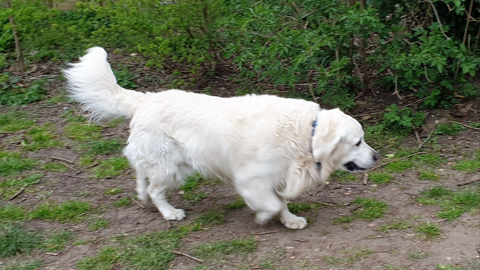 Great Pyrenees or Pyrenean Mountain Dog in London, England.