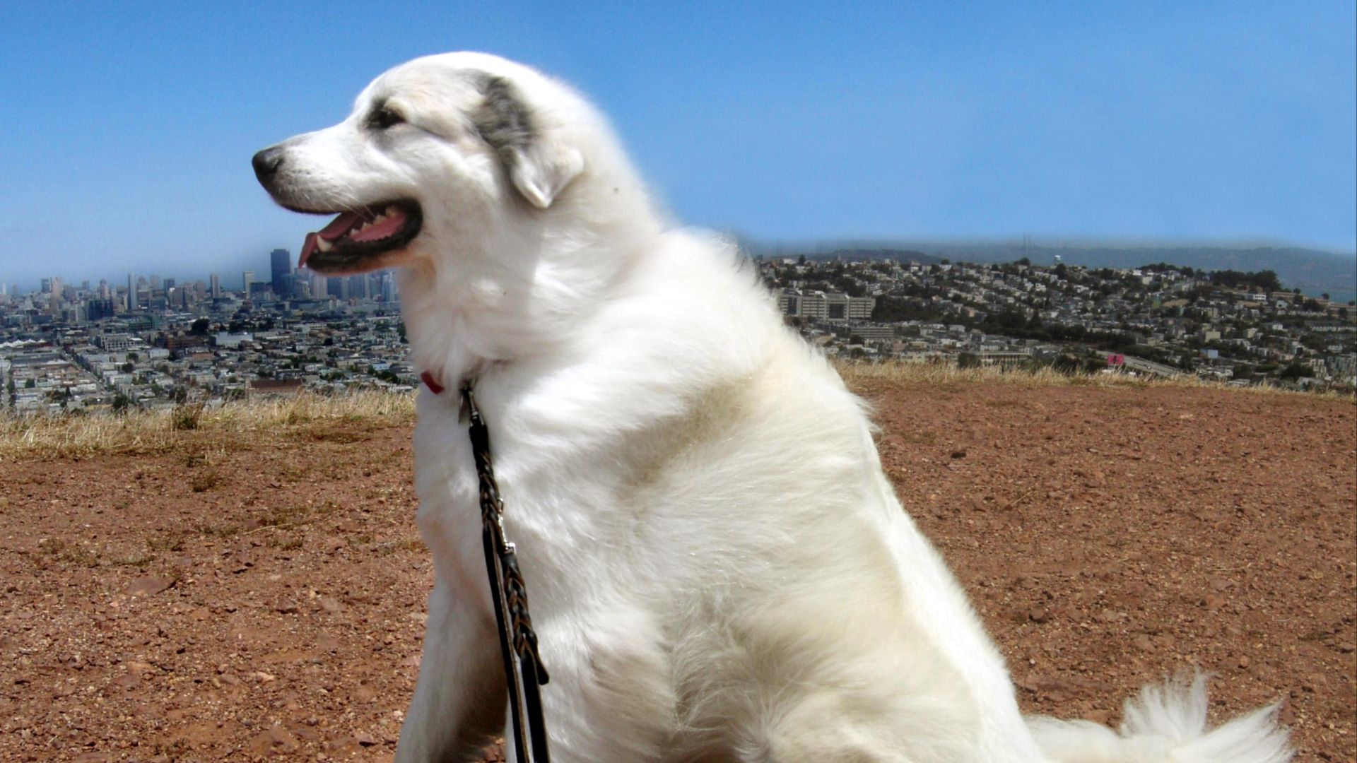 A Great Pyrenees named Nesca sitting.