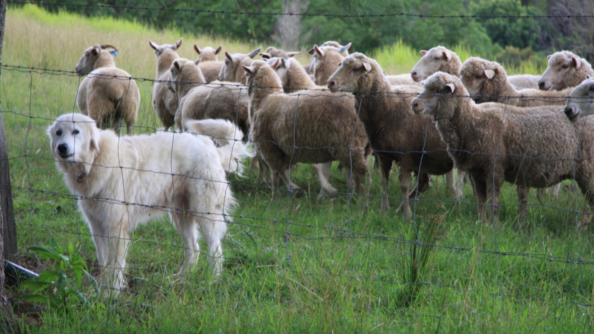 An Australian livestock guardian dog (LGD) protecting its flock of sheep.