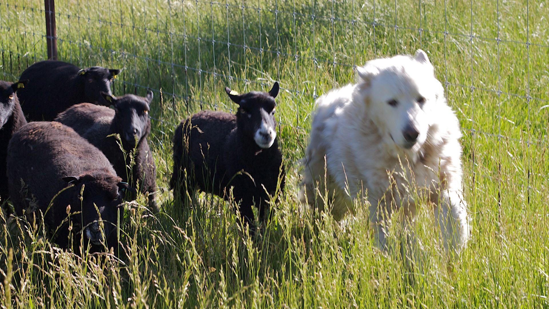 I got to watch as the ewes and lambs were moved to a new pasture, they just bolted through the gate when it was opened (that is Kimble on the right, one of the watchful protectors)