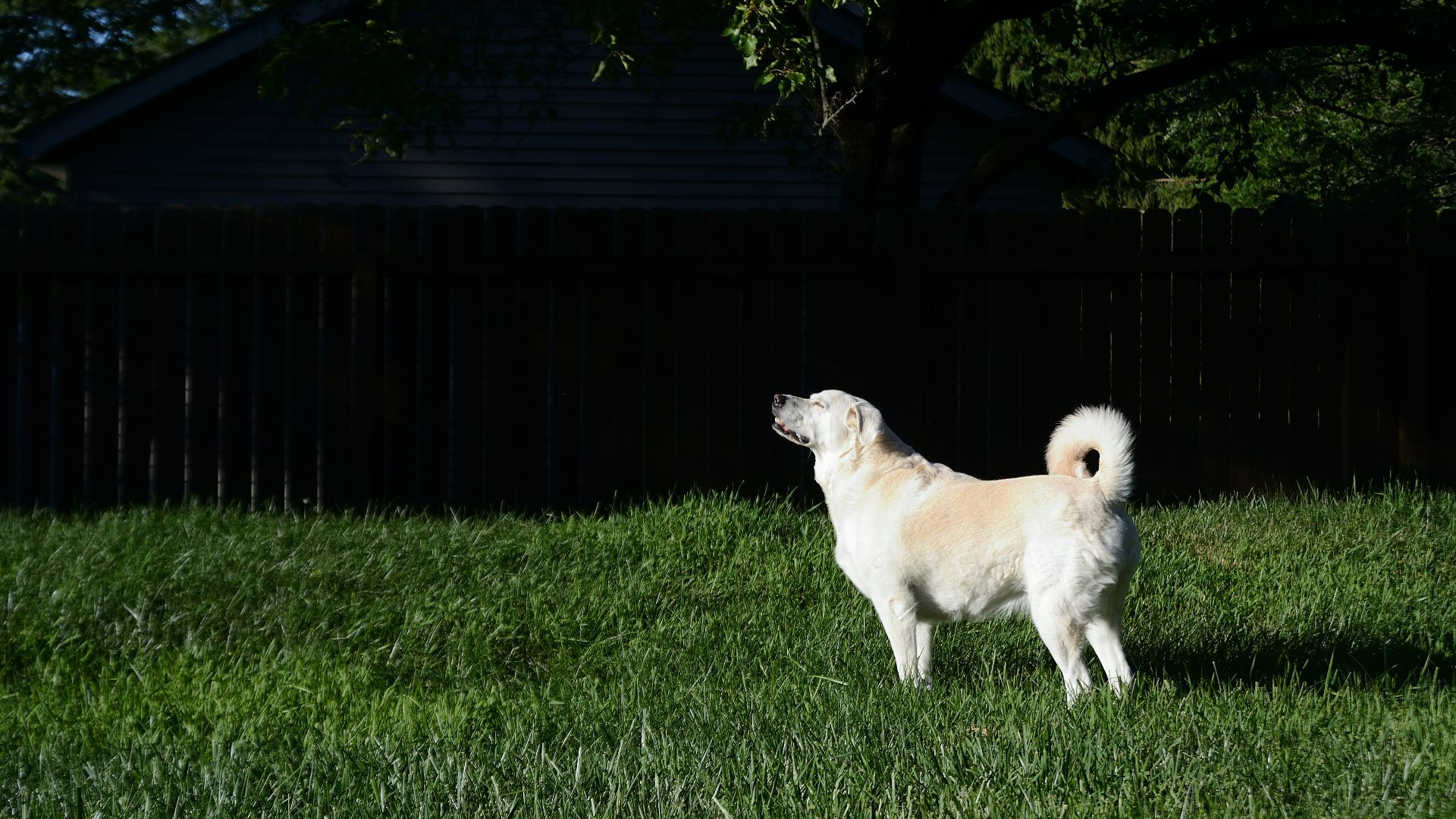 a dog standing in a grassy area