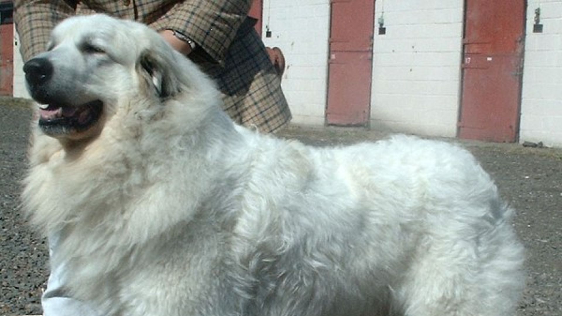 File:Pyrenean Mountain Dog 600.jpg