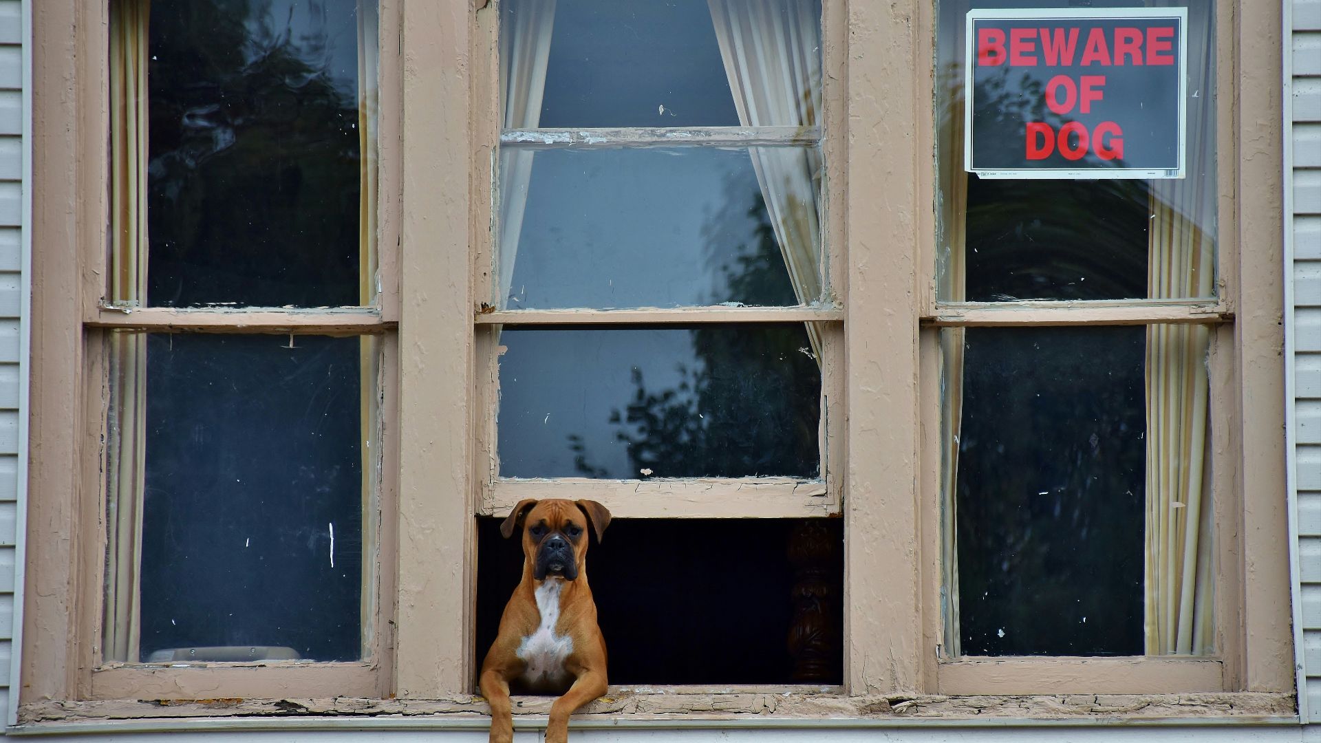 adult brown boxer on gray window