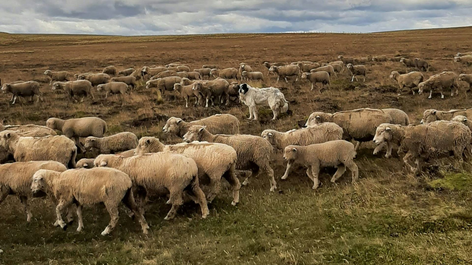 a herd of sheep walking across a grass covered field
