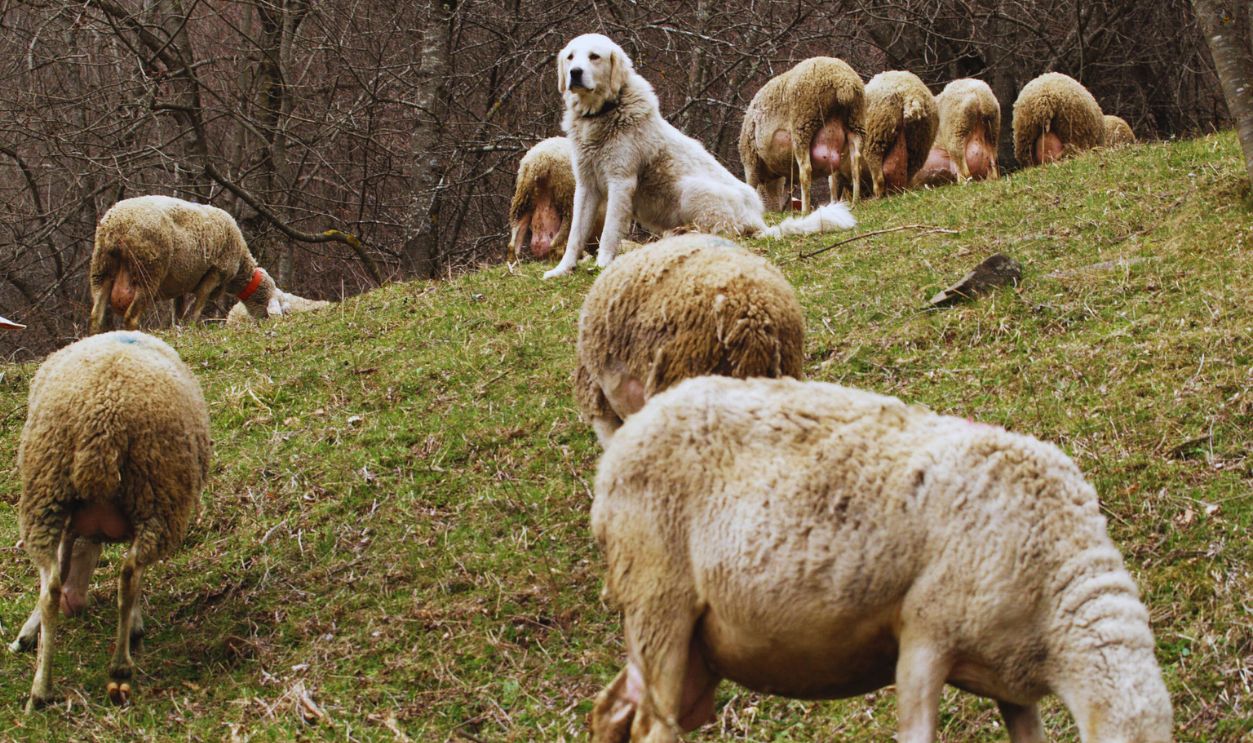 Gettyimages - 2259044629, Great Pyrenees