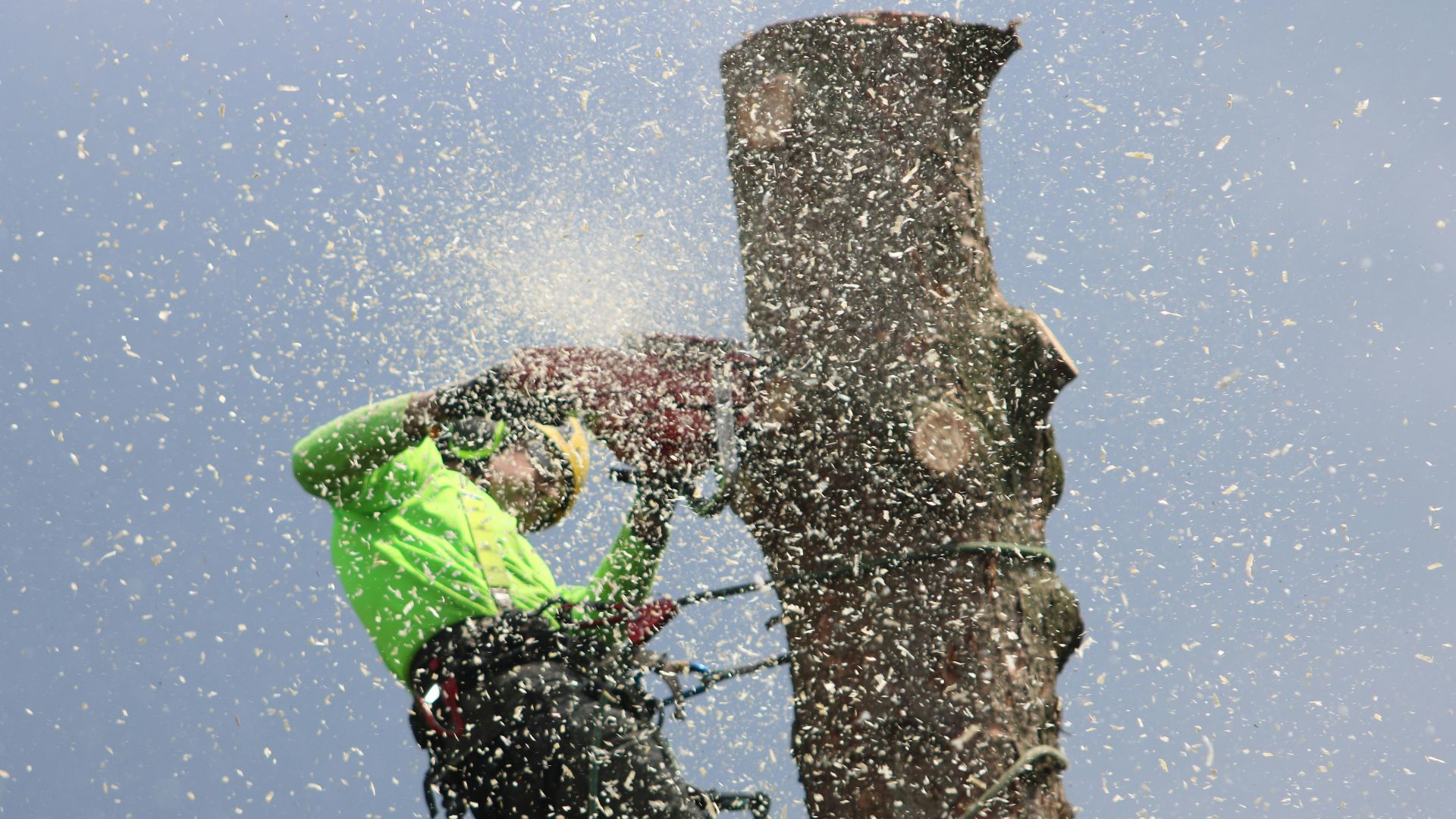 Arborist climbs tree to cut a trunk with a chainsaw, showcasing safety gear and sawdust.