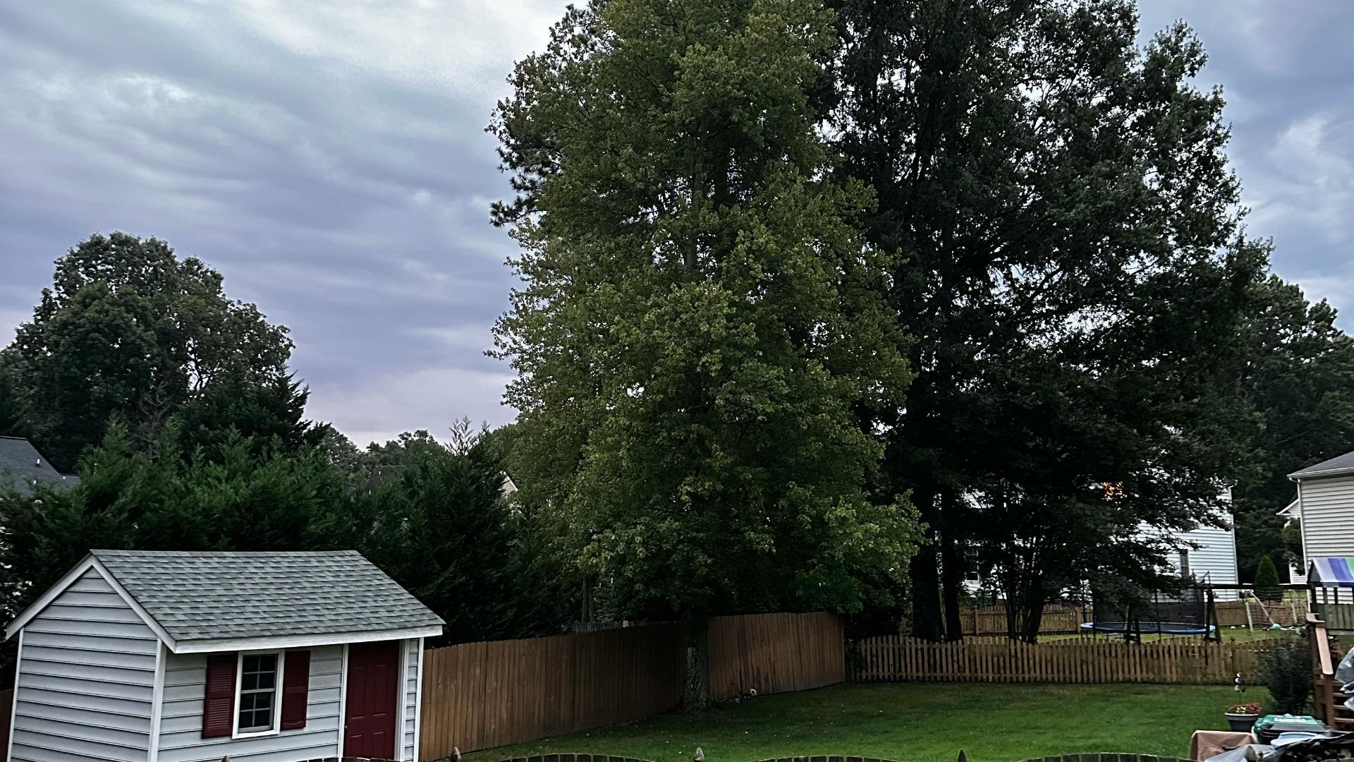 Peaceful backyard scene featuring a small shed, vibrant green lawn, and tall trees.