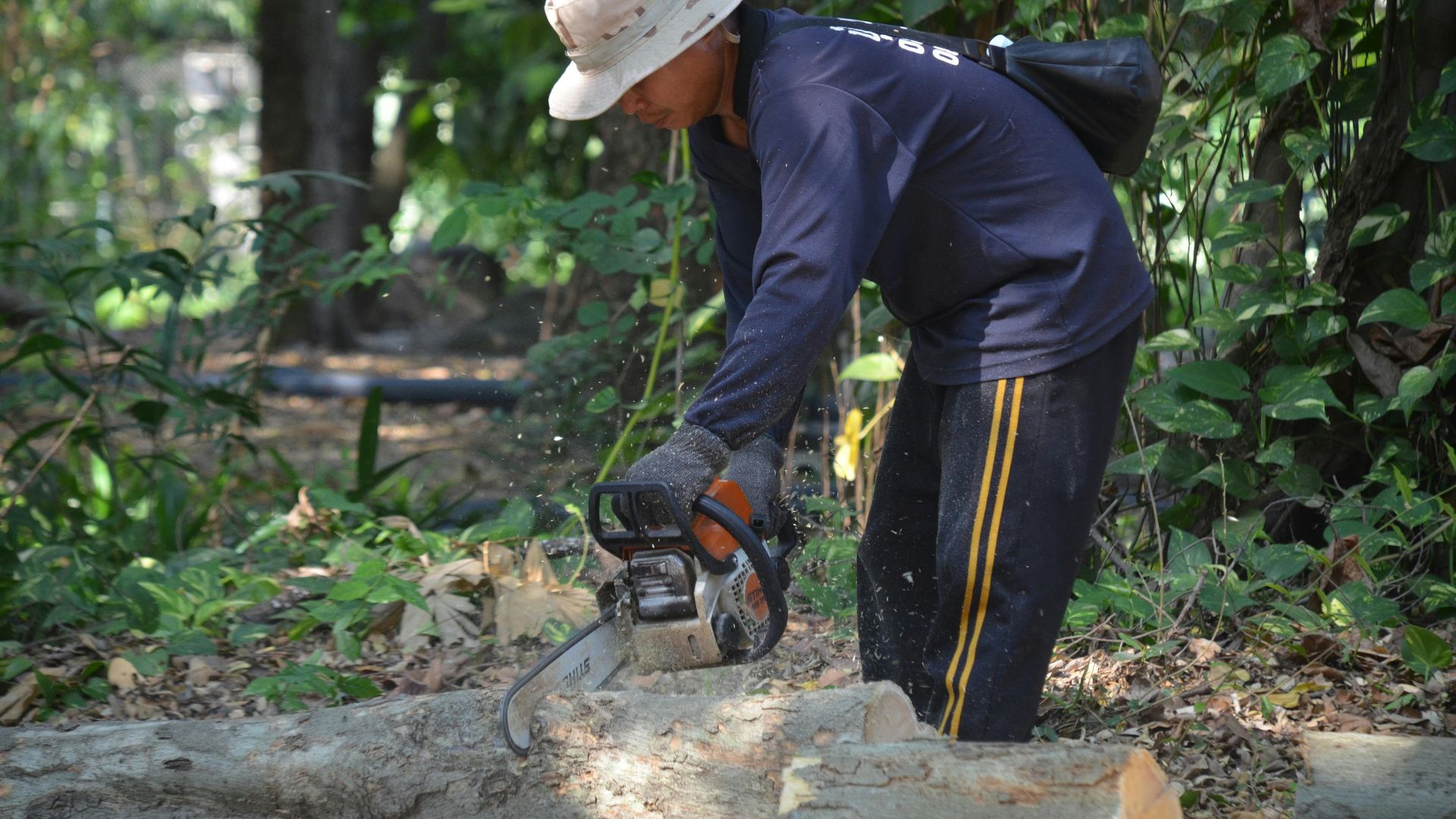 Adult male skillfully using a chainsaw in a forest. Ideal image for forestry and outdoor work themes.
