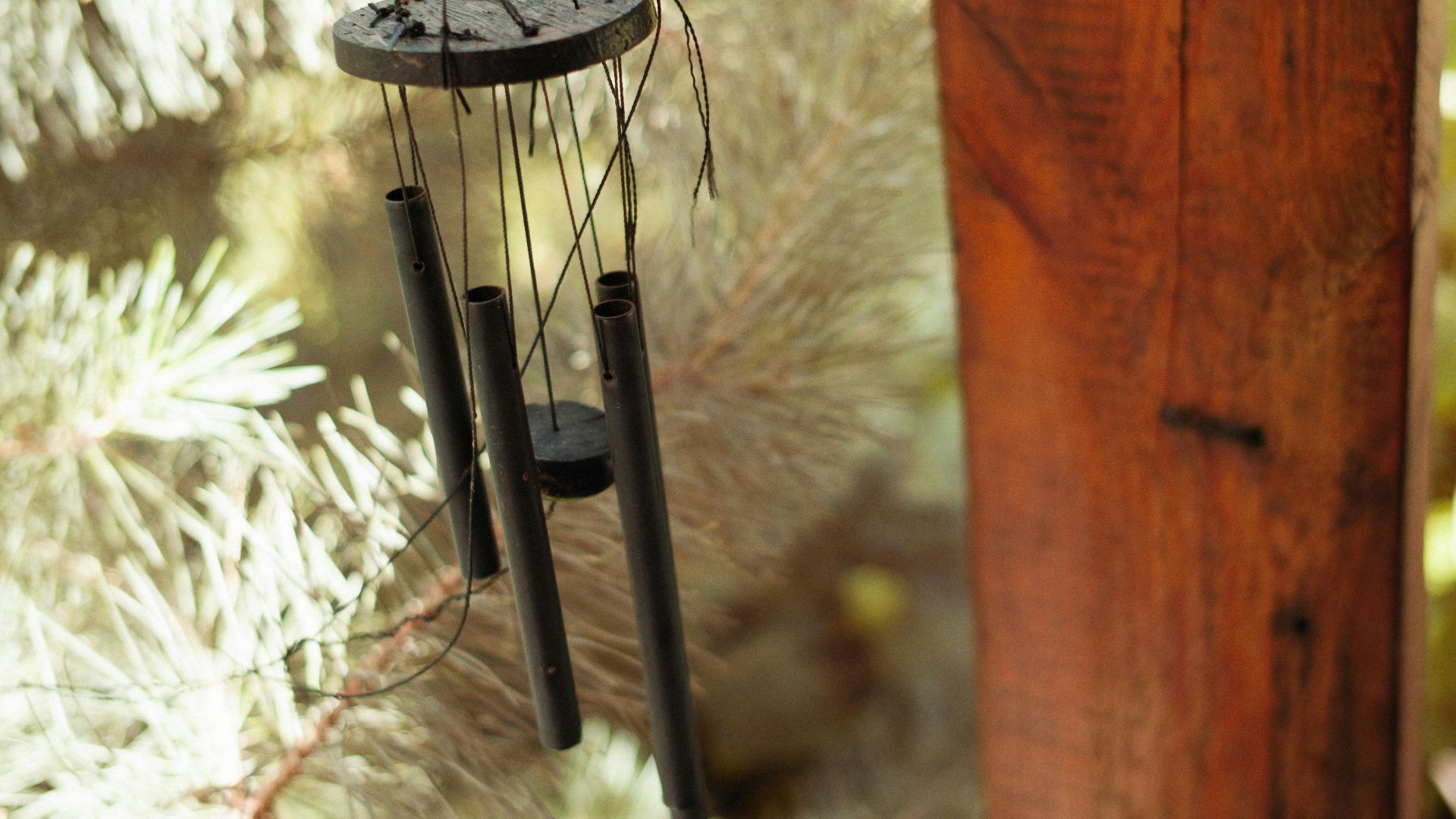 Elegant wind chimes hanging among pine branches, bathed in warm sunlight.