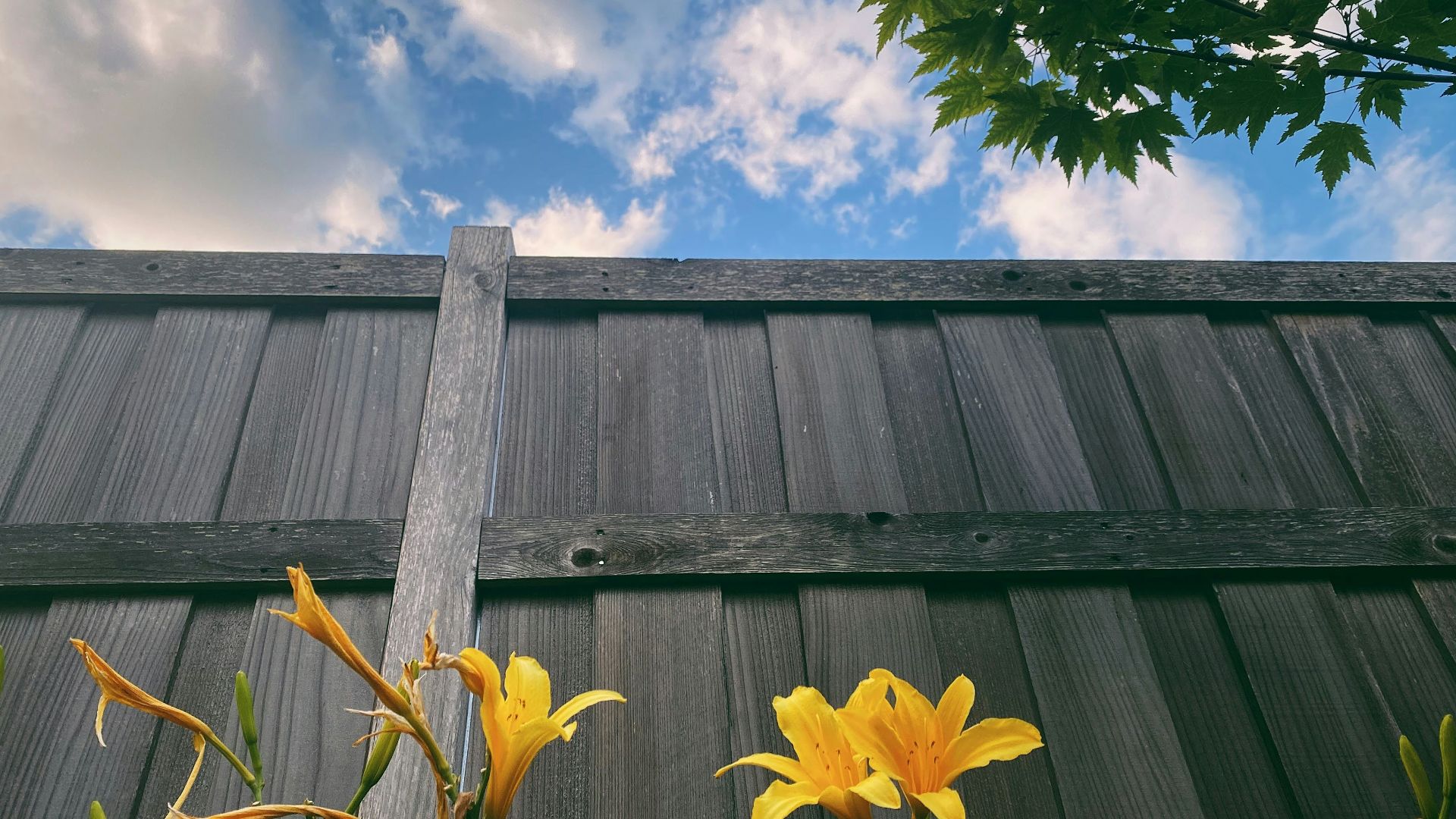 yellow flowers in front of a wooden fence