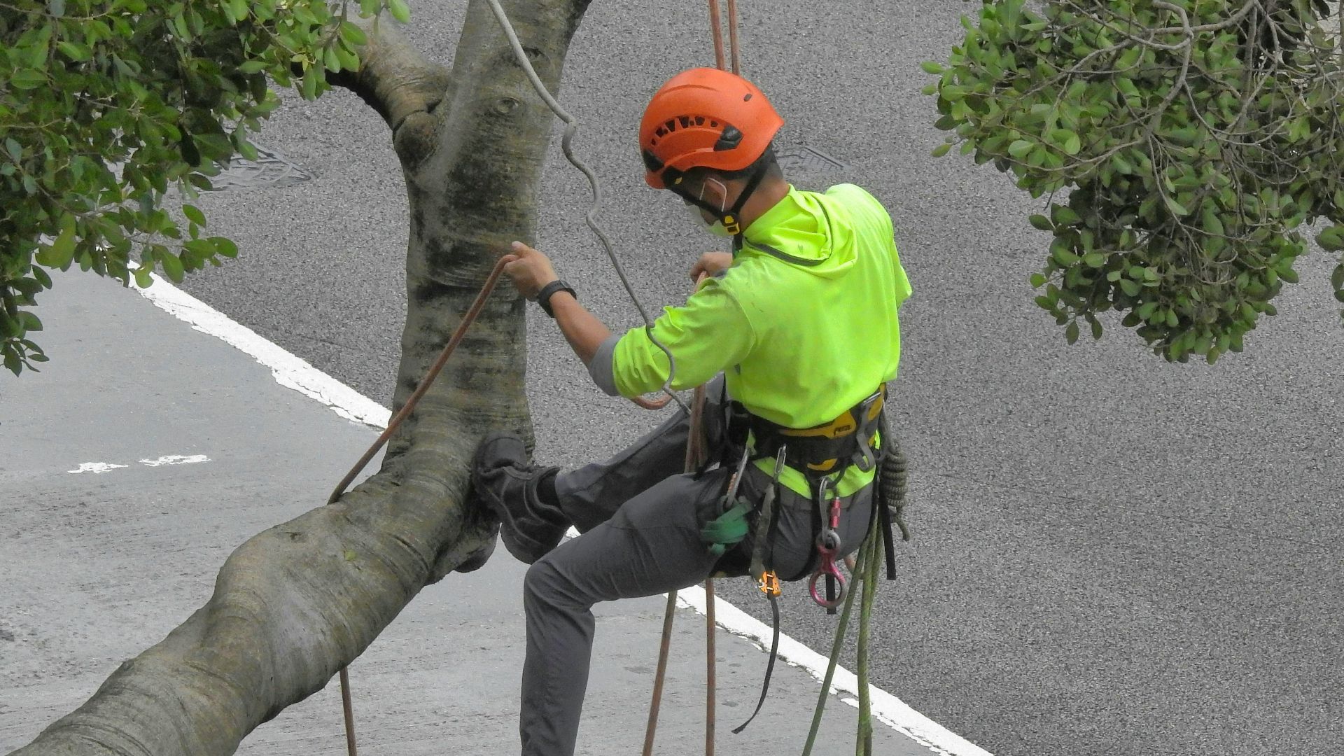 a person climbing a tree