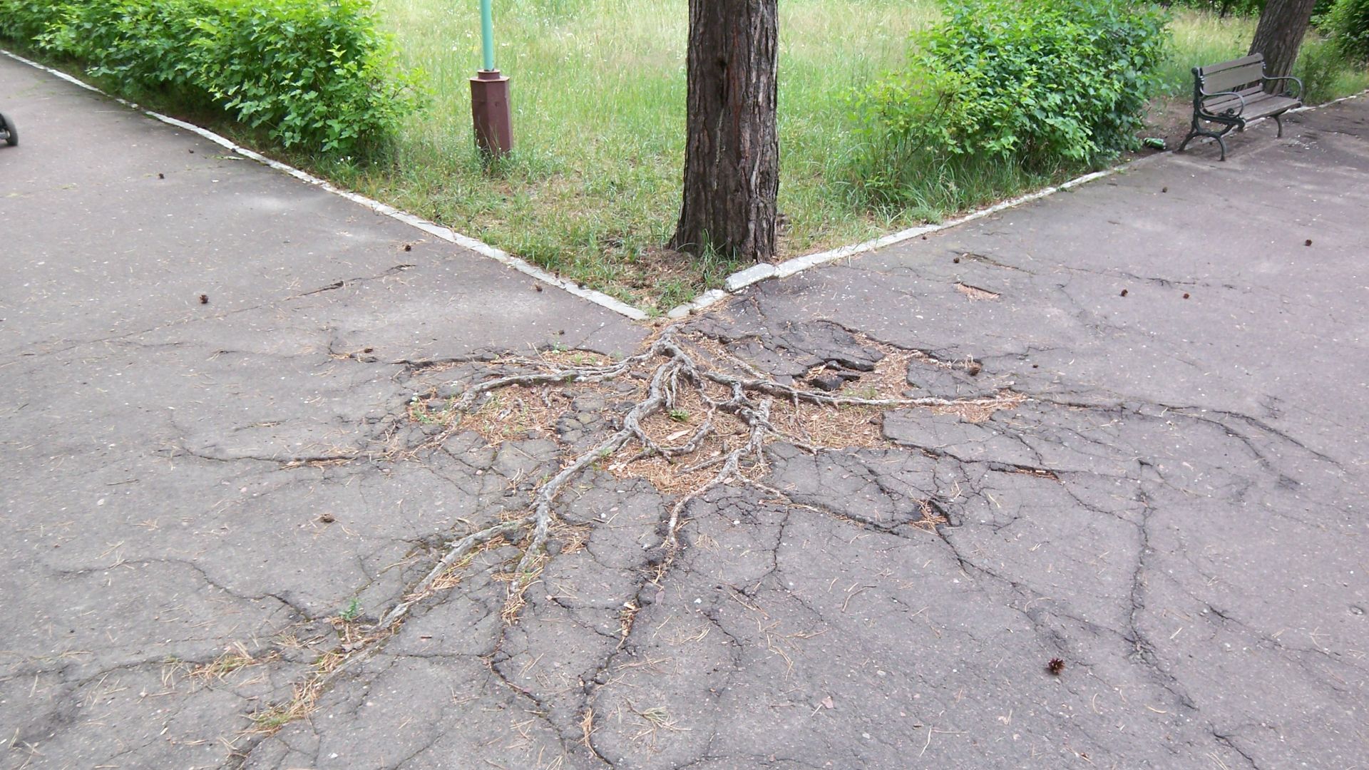 Pine-tree roots digging through the asphalt
