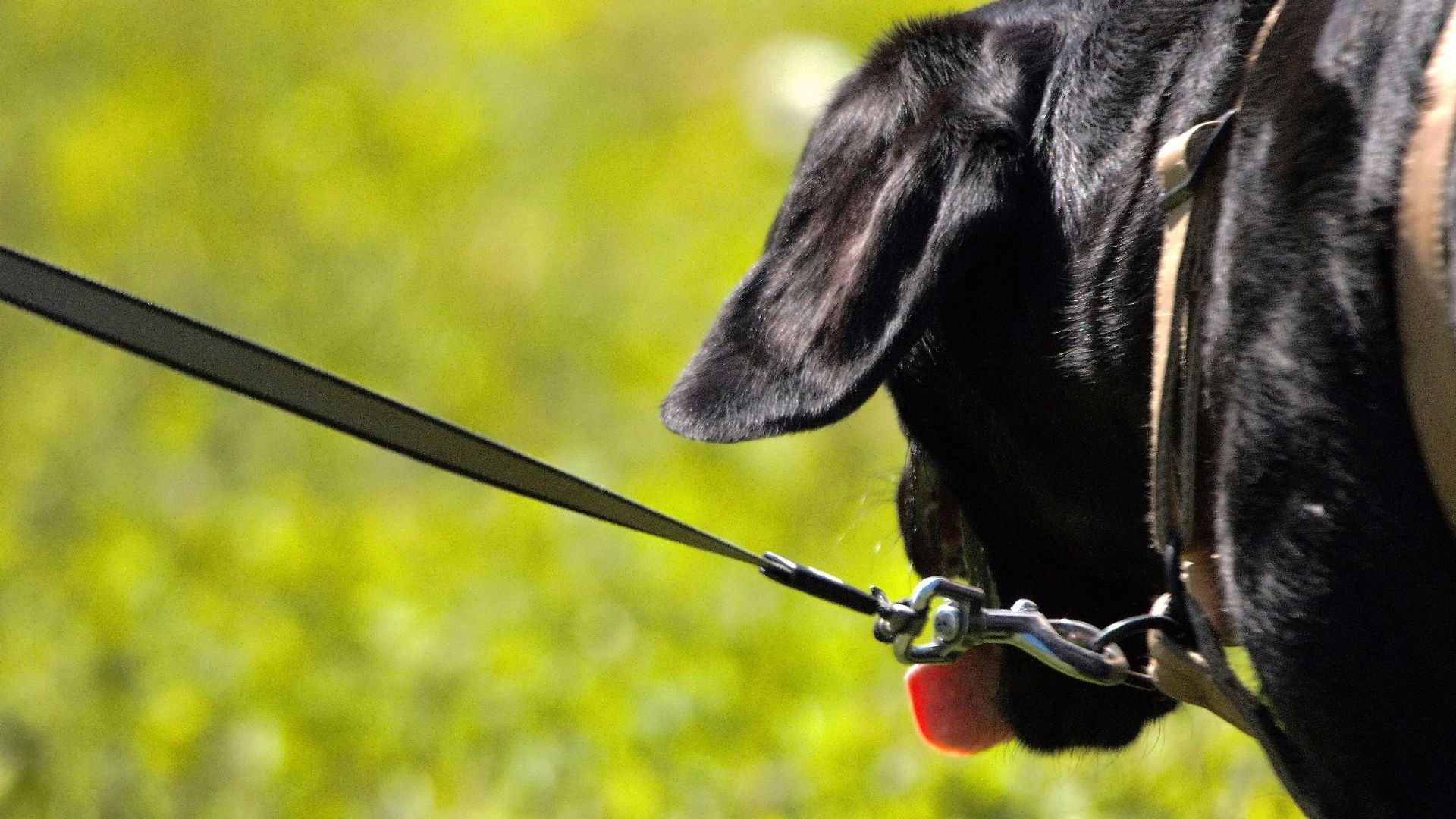 a close up of a dog on a leash