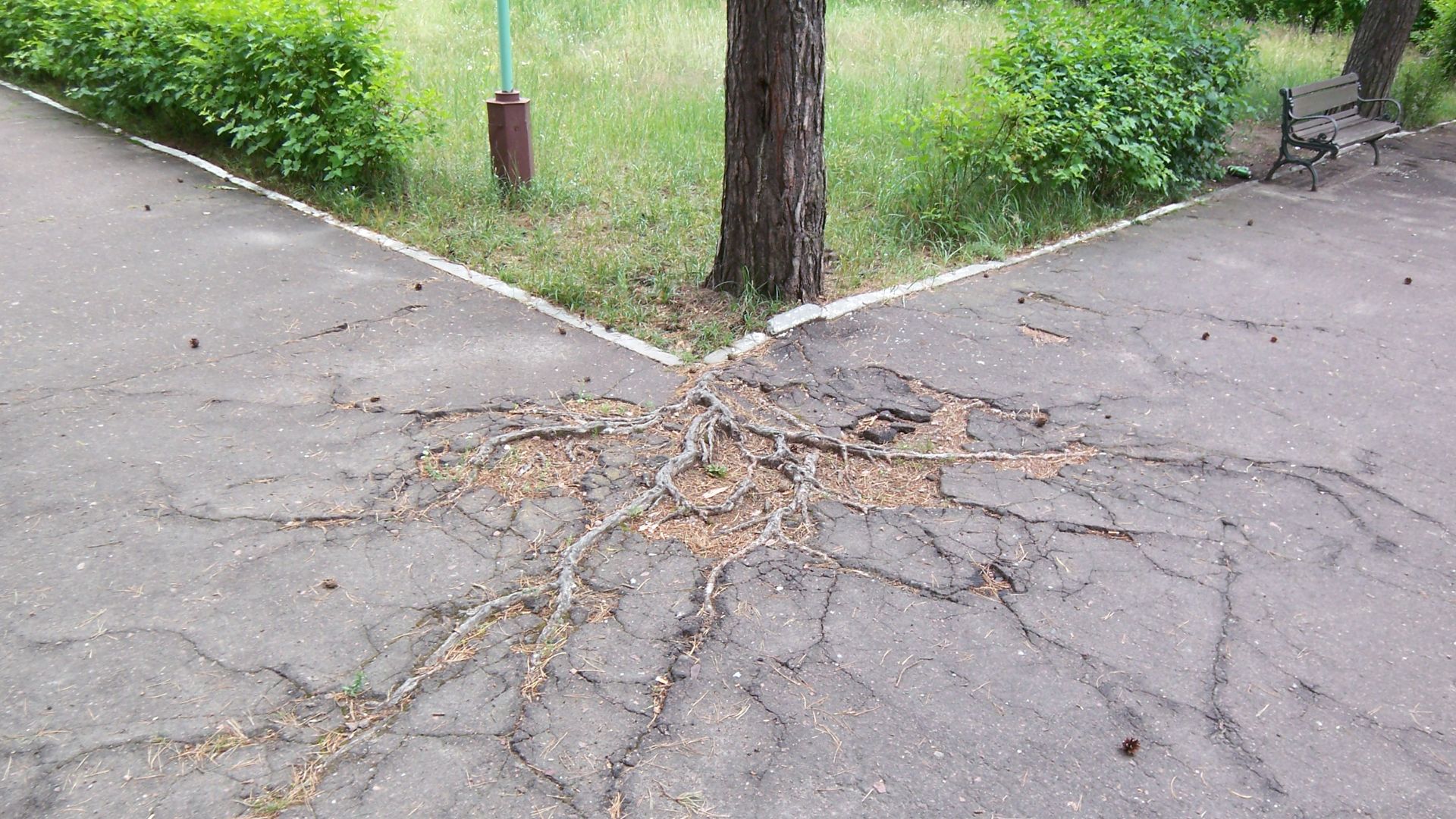 Pine-tree roots digging through the asphalt