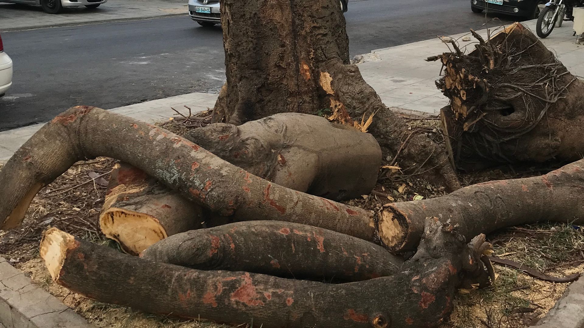 An image of a tree cut destructively in Maputo.