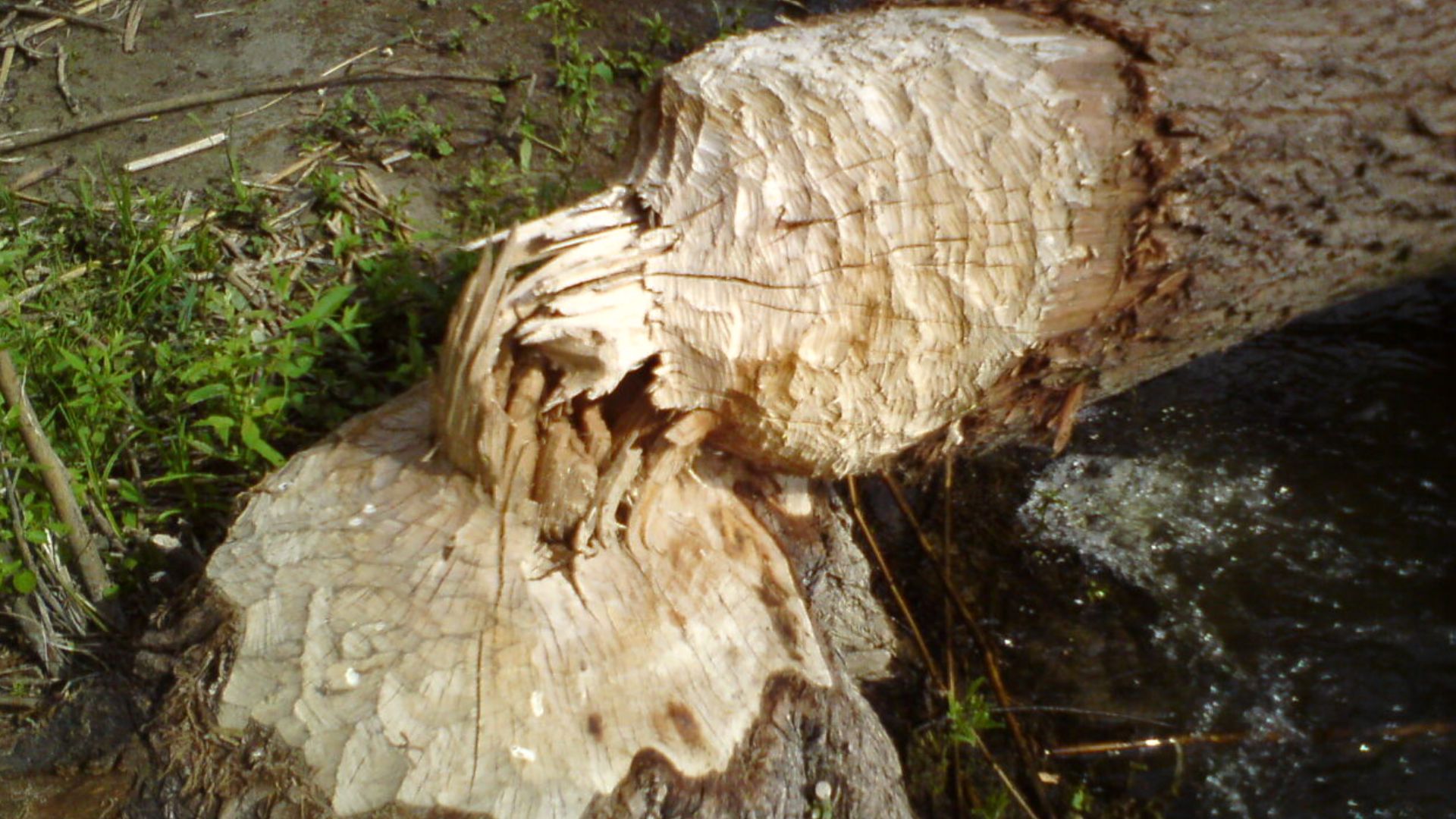 A tree damaged by beavers at Lake Błędno, Zbąszyń commune, May 2012