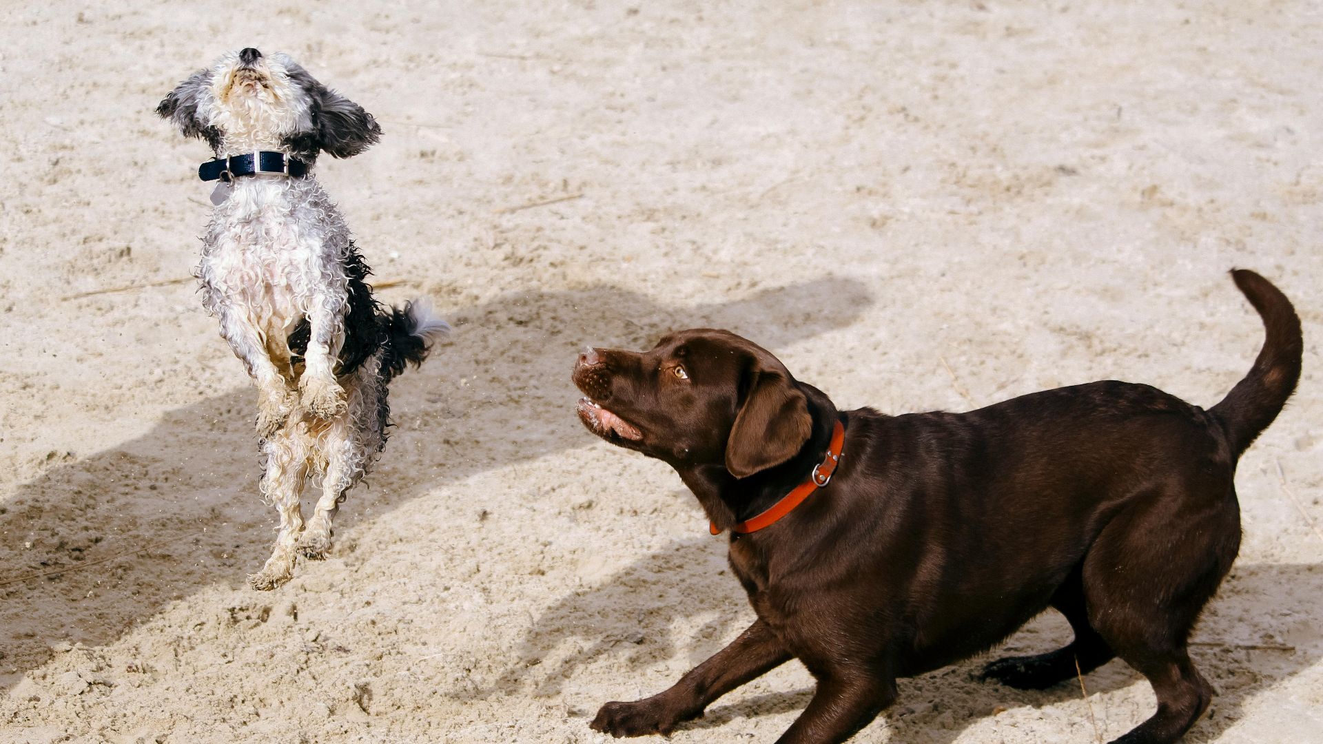 Two dogs playfully jumping and interacting on a sandy beach, showcasing energy and joy.
