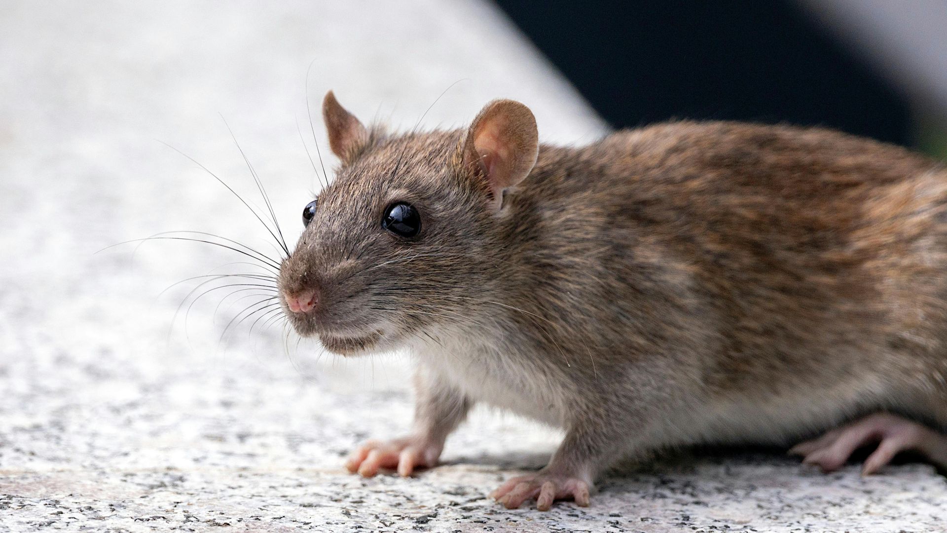 Detailed close-up of a curious brown rat exploring on a stone surface.