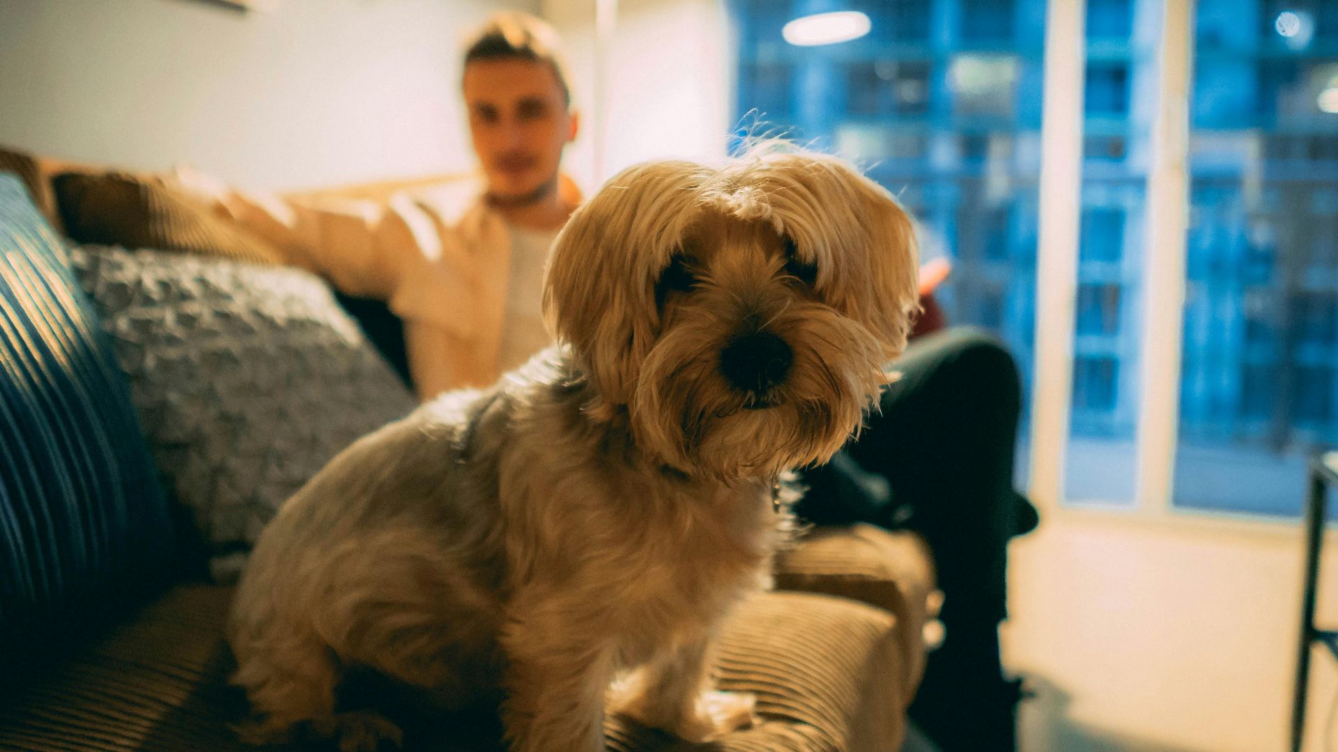 Adorable Yorkshire Terrier sitting on a couch indoors with its owner in the background.