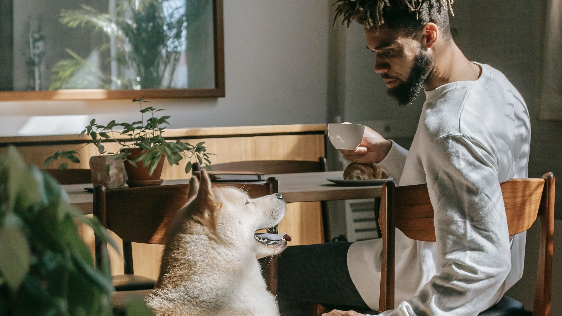 Akita Inu sitting of wooden floor and giving paw to calm African American man sitting at table and drinking cup of coffee in apartment in sunny day