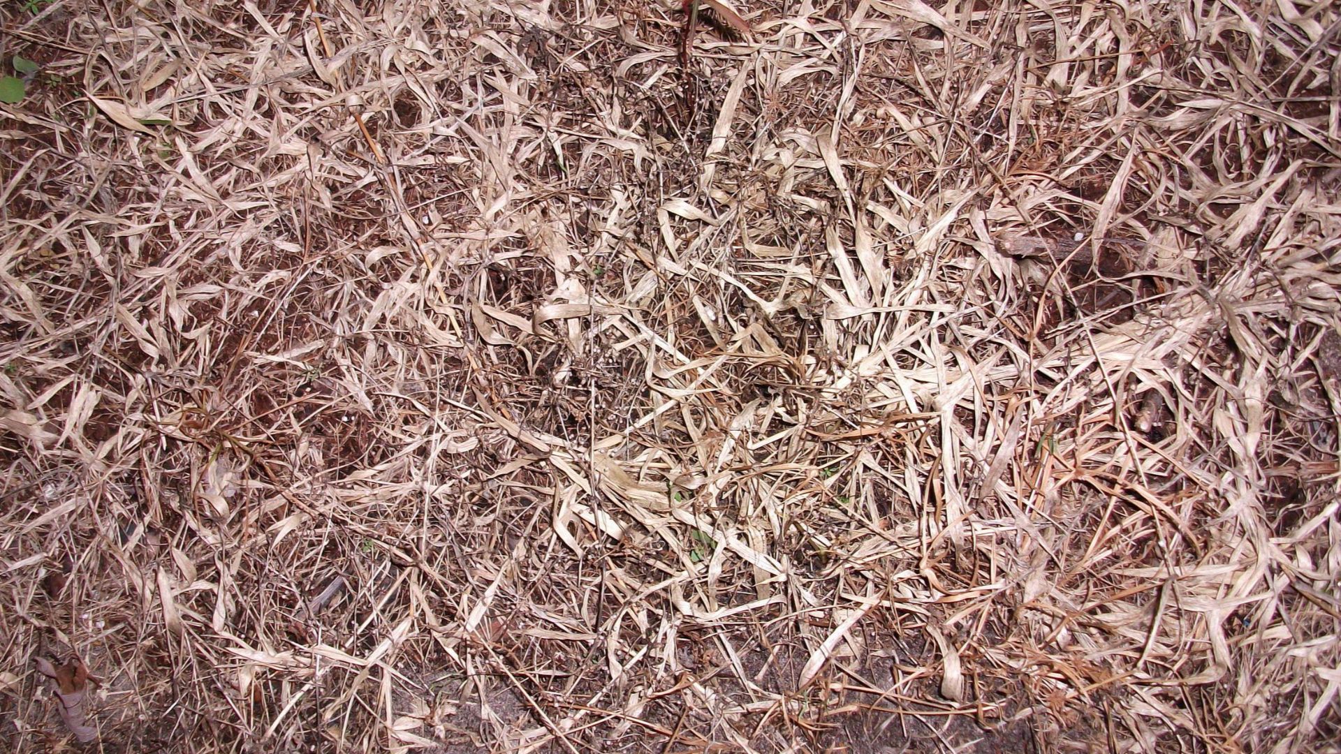 Image title: Dead grass and weeds
Image from Public domain images website, http://www.public-domain-image.com/full-image/nature-landscapes-public-domain-images-pictures/grass-public-domain-images-pictures/dead-grass-and-weeds.jpg.html