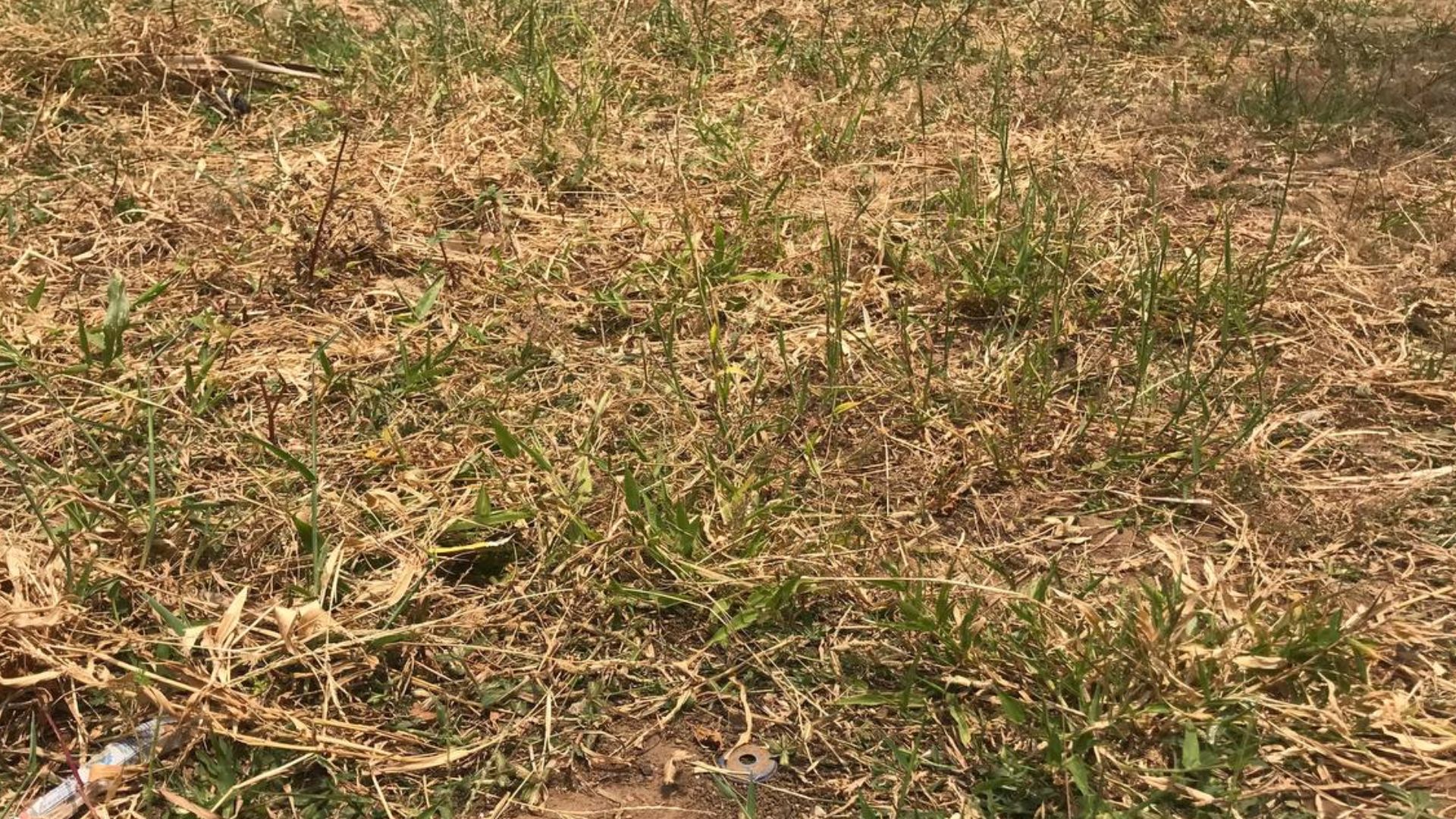 I took this picture due to my love for green grass but without rain, I get them all drying up.