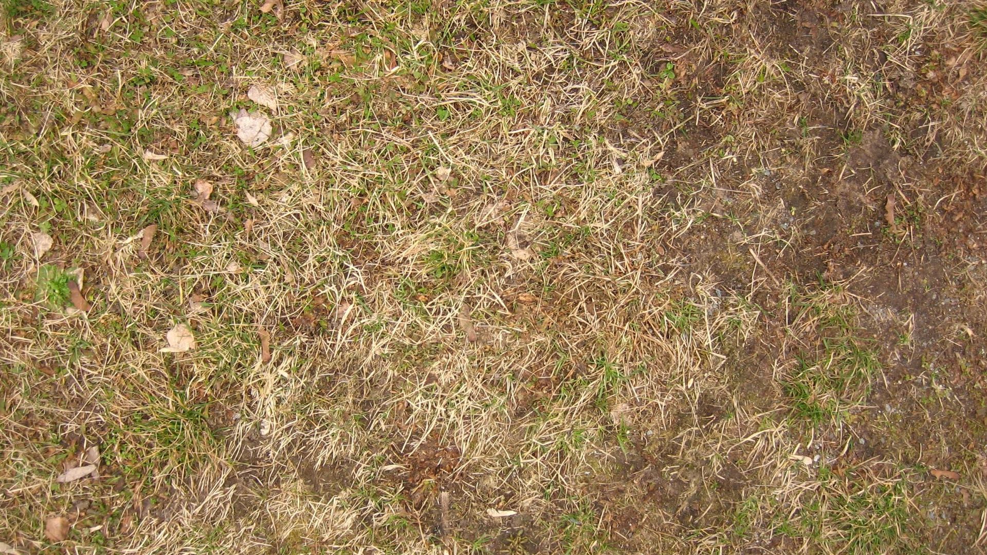 Image title: Short dry grass
Image from Public domain images website, http://www.public-domain-image.com/full-image/nature-landscapes-public-domain-images-pictures/grass-public-domain-images-pictures/short-dry-grass.jpg.html