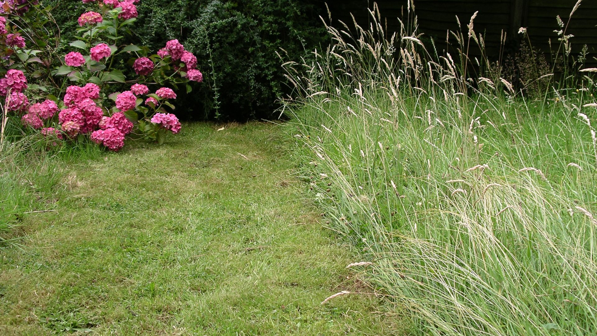 Photo of an English lawn taken on 16 July 2007 - the area on the left was mowed twice in 2007 and the area on the right had not been mowed in 2007.