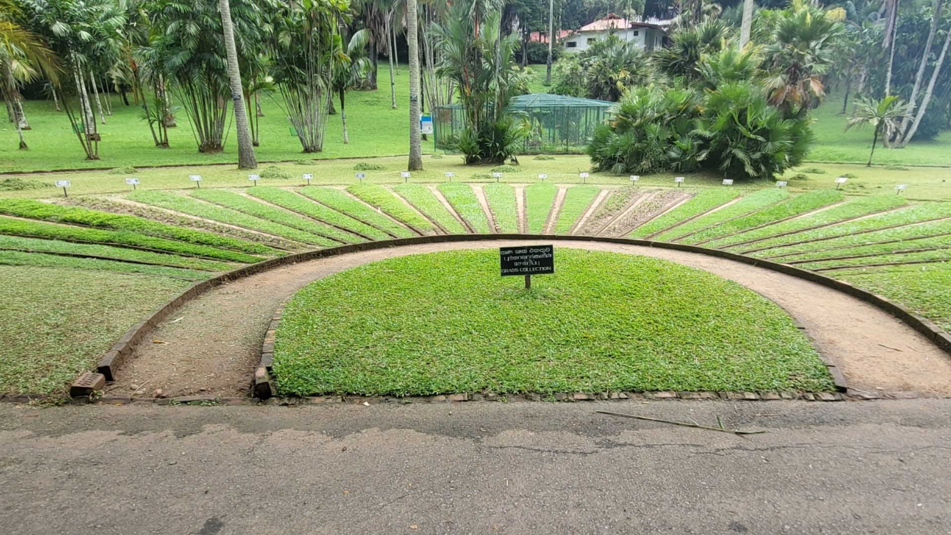 Collection démonstrative d'espèces à gazons au  Jardin botanique de Peradenyia Sri Lanka