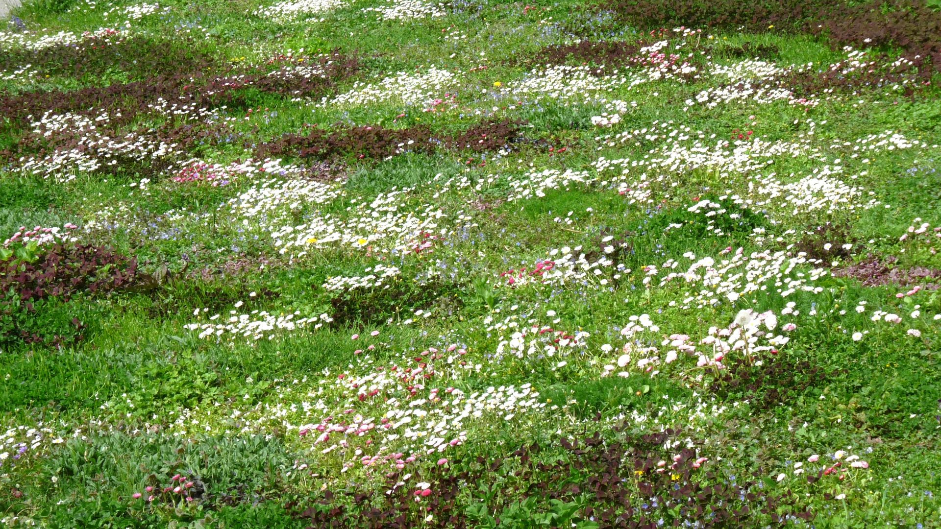 The tapestry lawn in Avondale Park London UK Summer