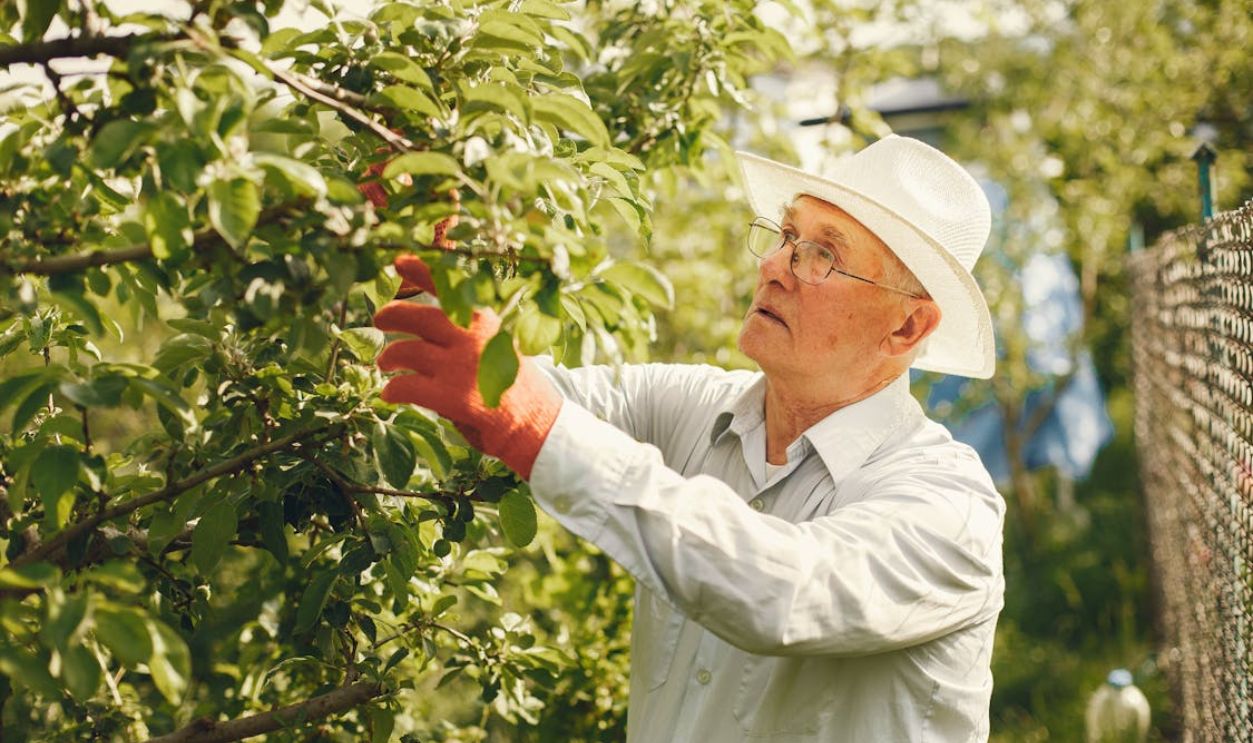 Man Looking at Tree Branch