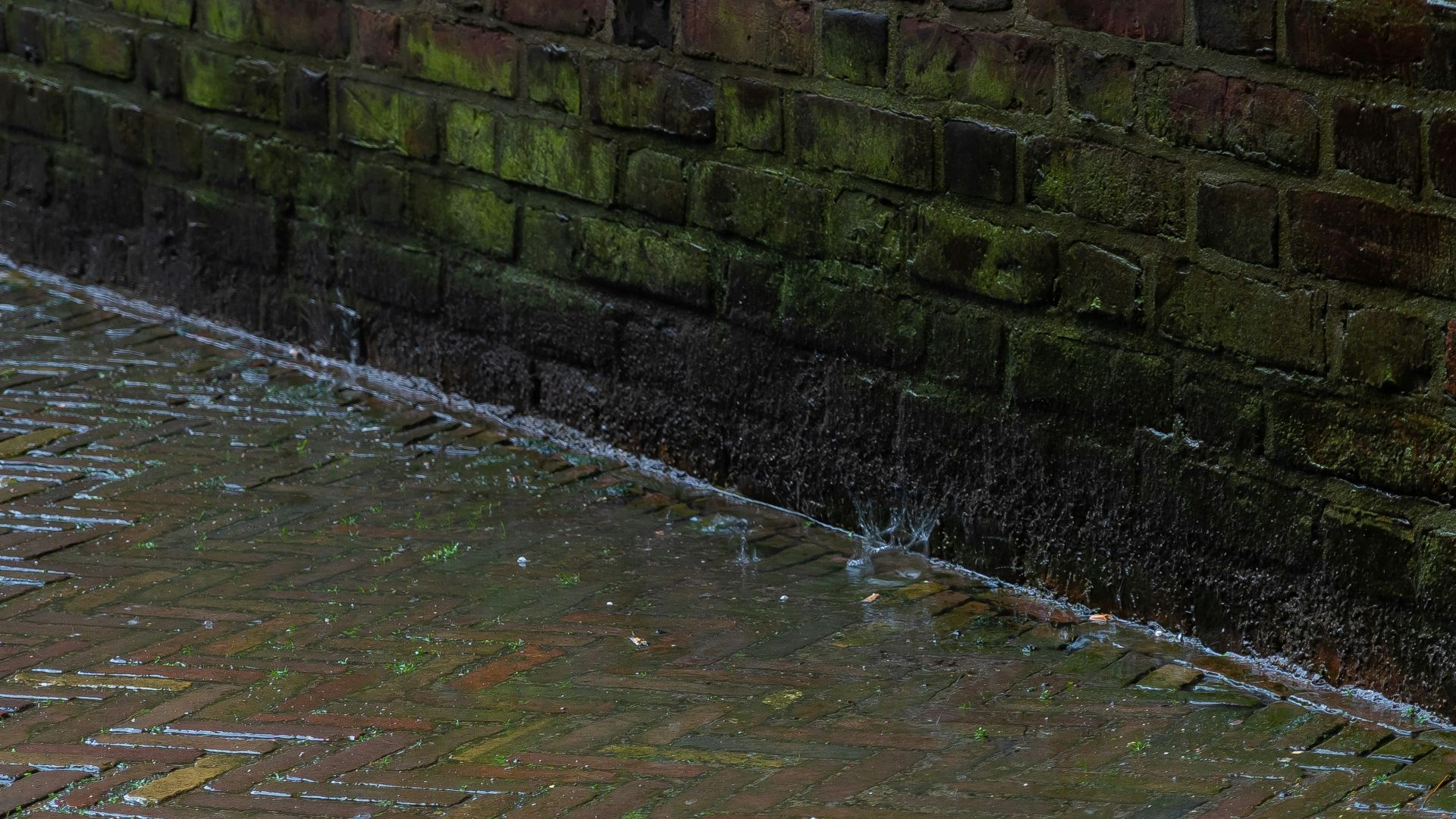 a bird standing on a brick sidewalk next to a brick wall