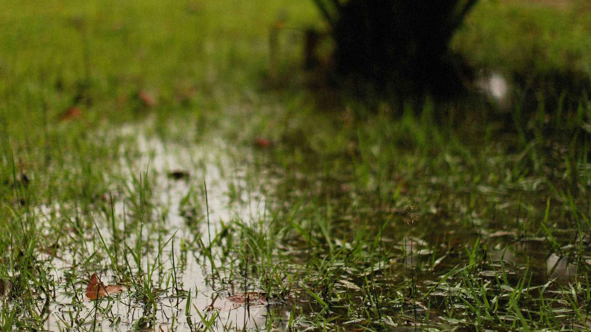 Serene natural setting with waterlogged grass, perfect for nature themes.